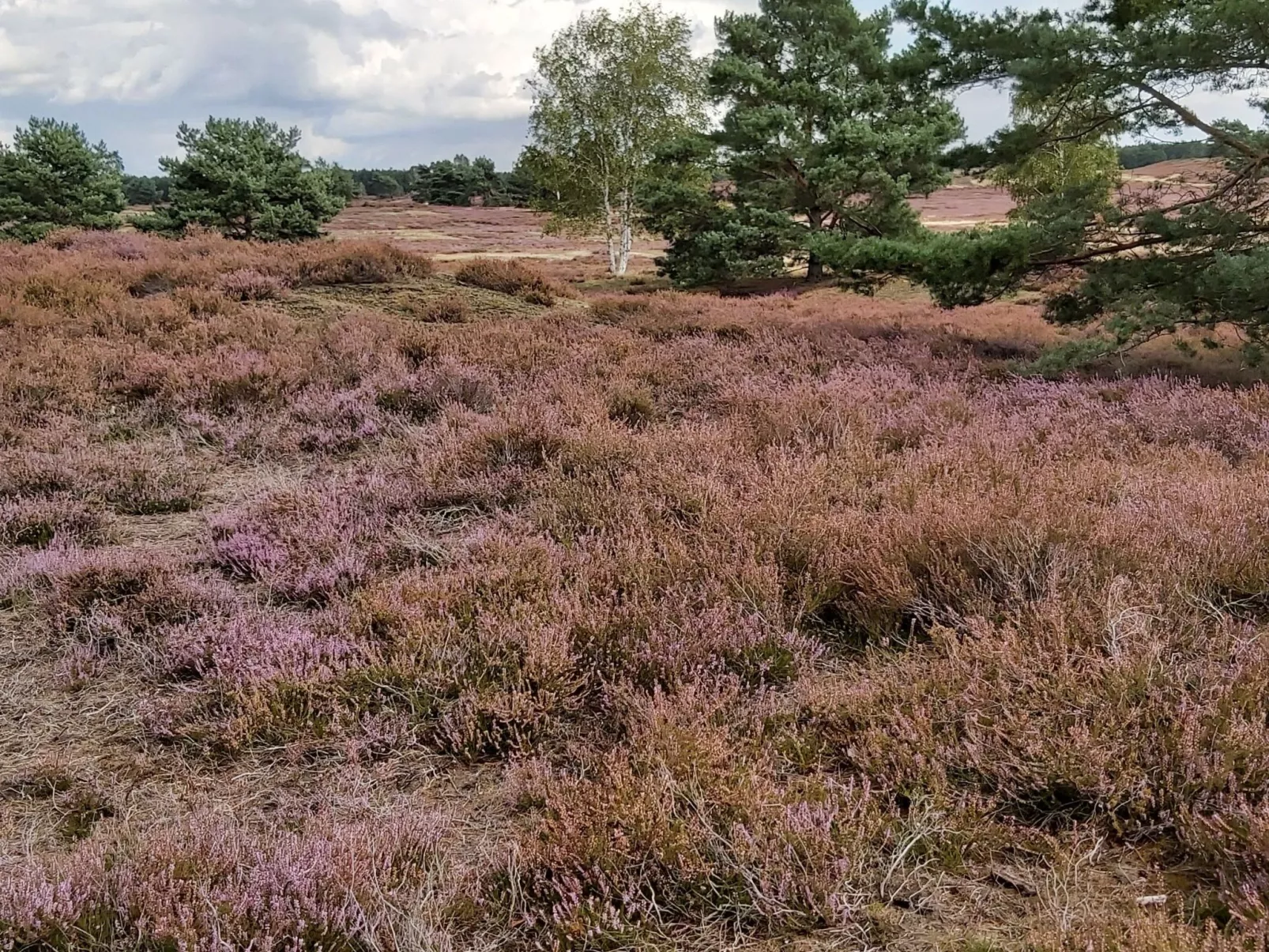 Wohnung in Jameln mit Garten, Grill und Terrasse-Dedans