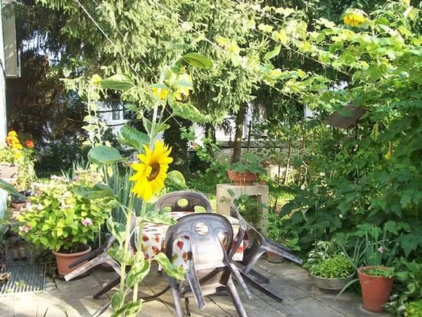 Appartement in Schelingen mit Garten und Grill - Outside