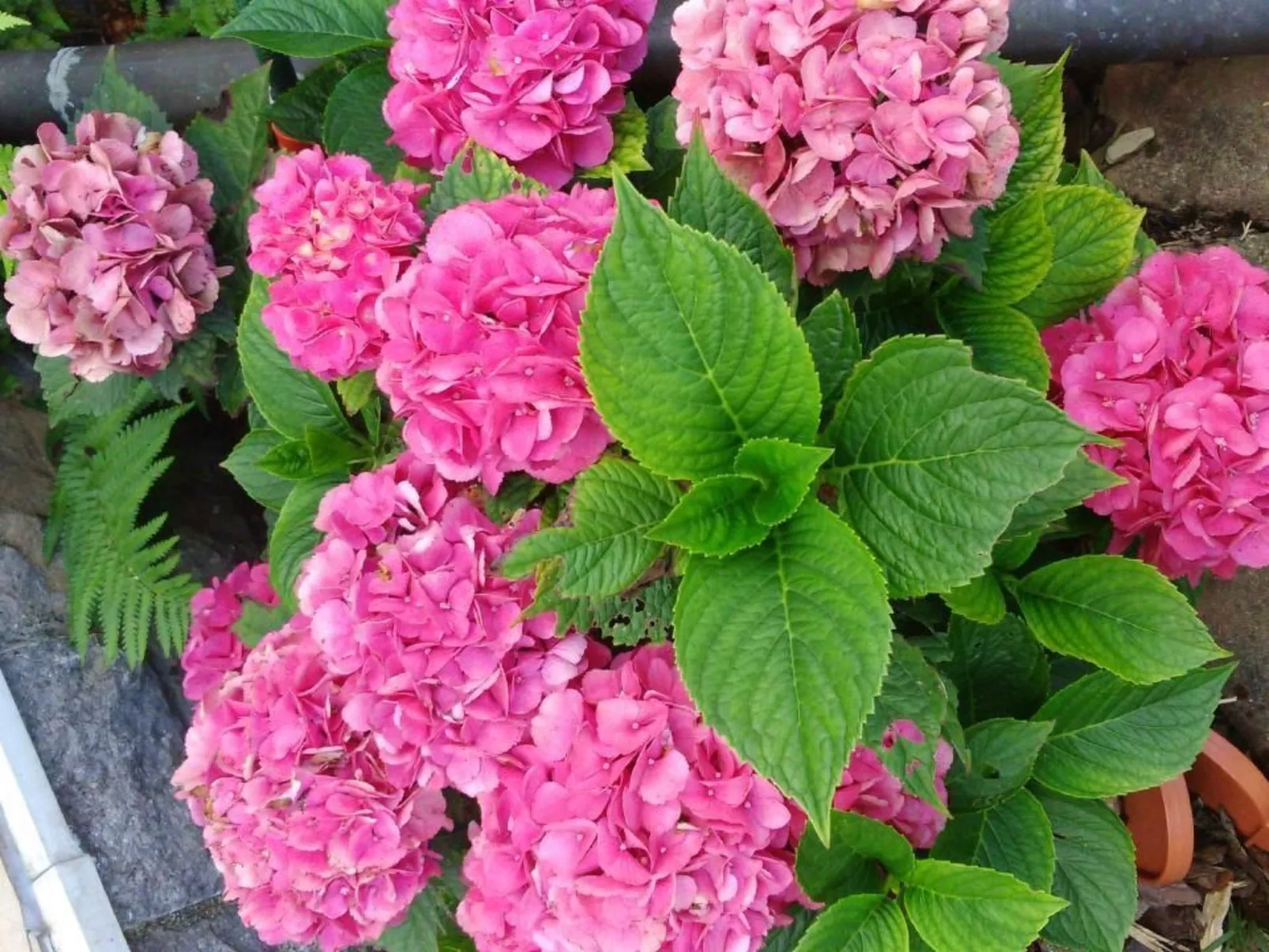 Appartement mit Terrasse, Garten und Grill-Draußen