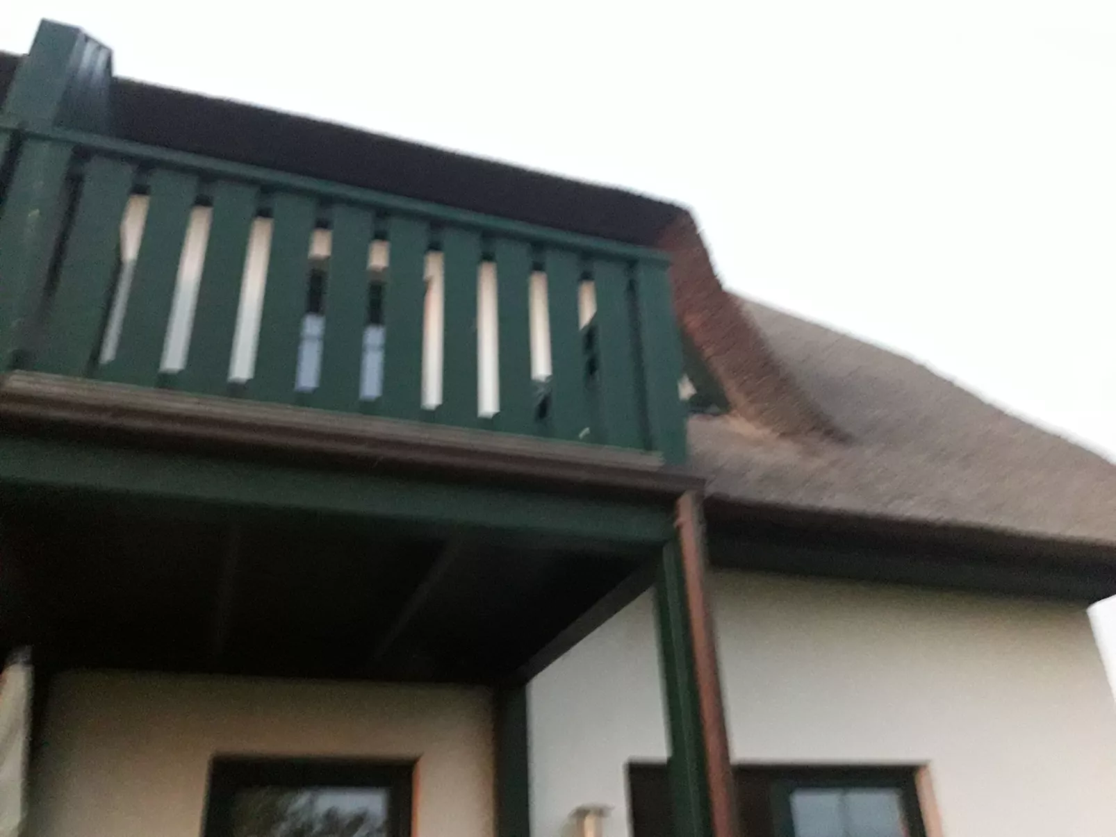 Seeschwalbe-Draußen