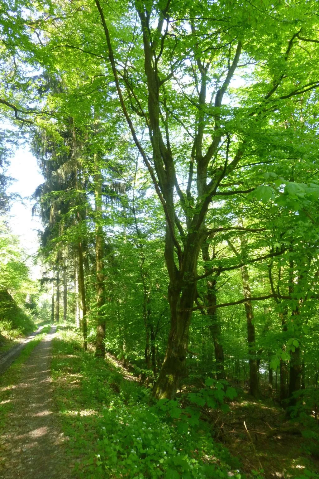 Moselschiefer-Traumferienwohnung am Moselufer-Outside