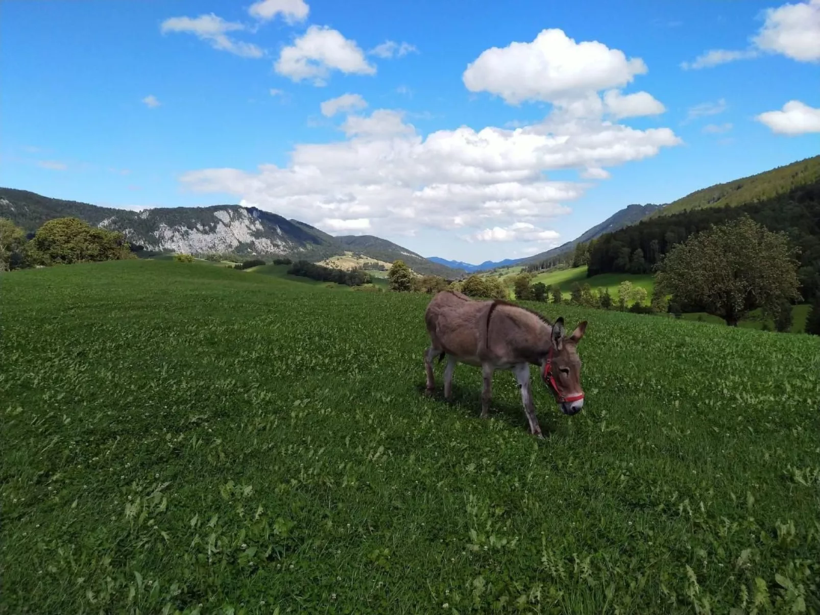 Schafmatthof Dachwohnung-Draußen