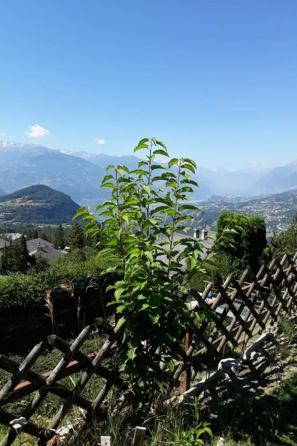 Chalet Paprika-Image-tags.info