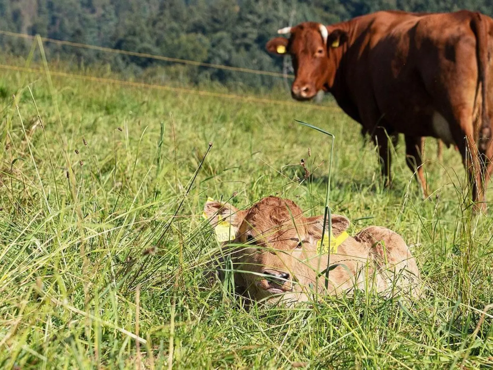 Eggenhof Ferien-Image-tags.info