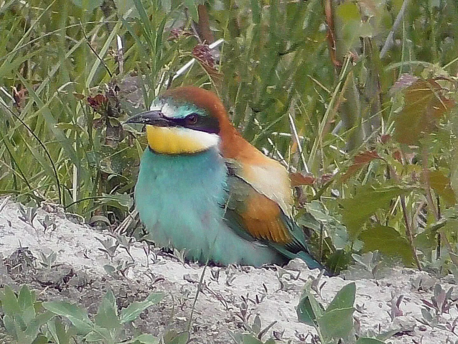 Chalet Oase-Draußen