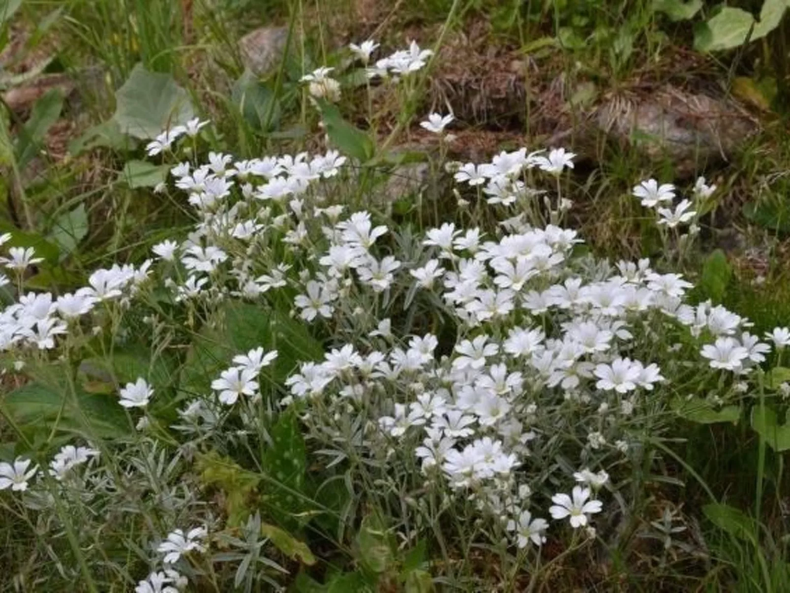 Almhaus am Hohenwart-Draußen