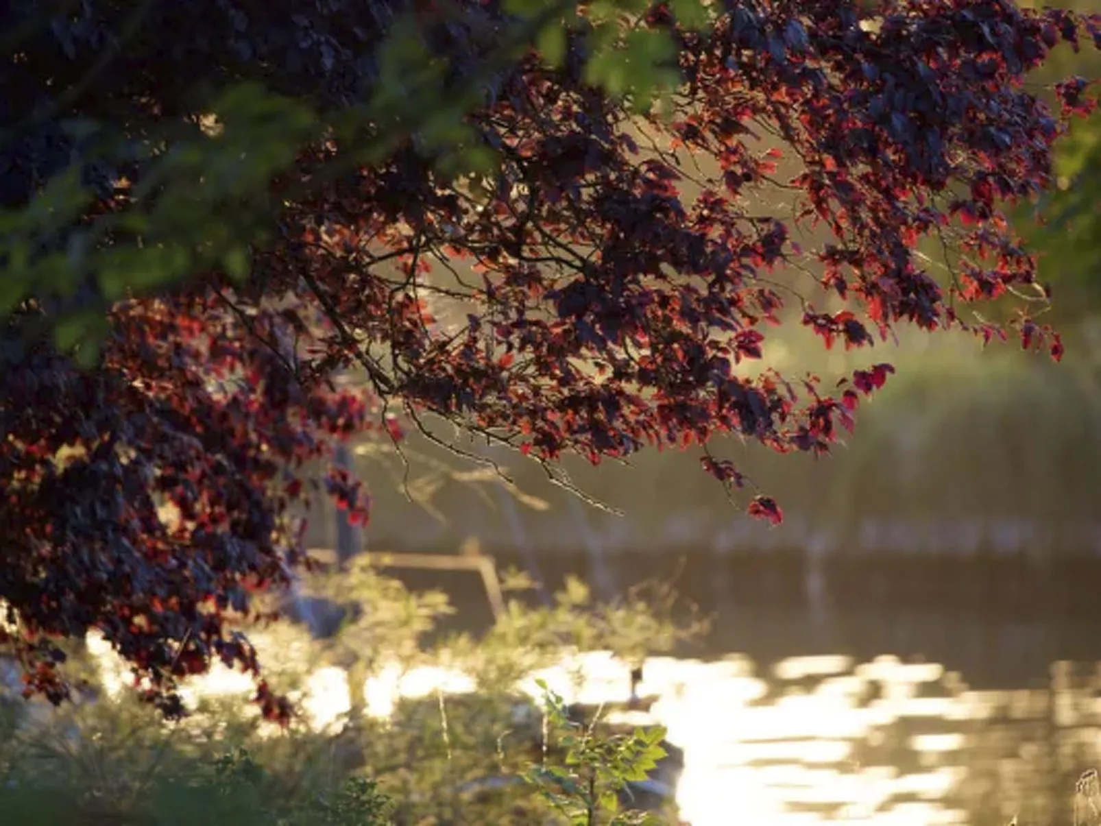 Traumhaftes Reetdachhaus an der Nordsee - Outside