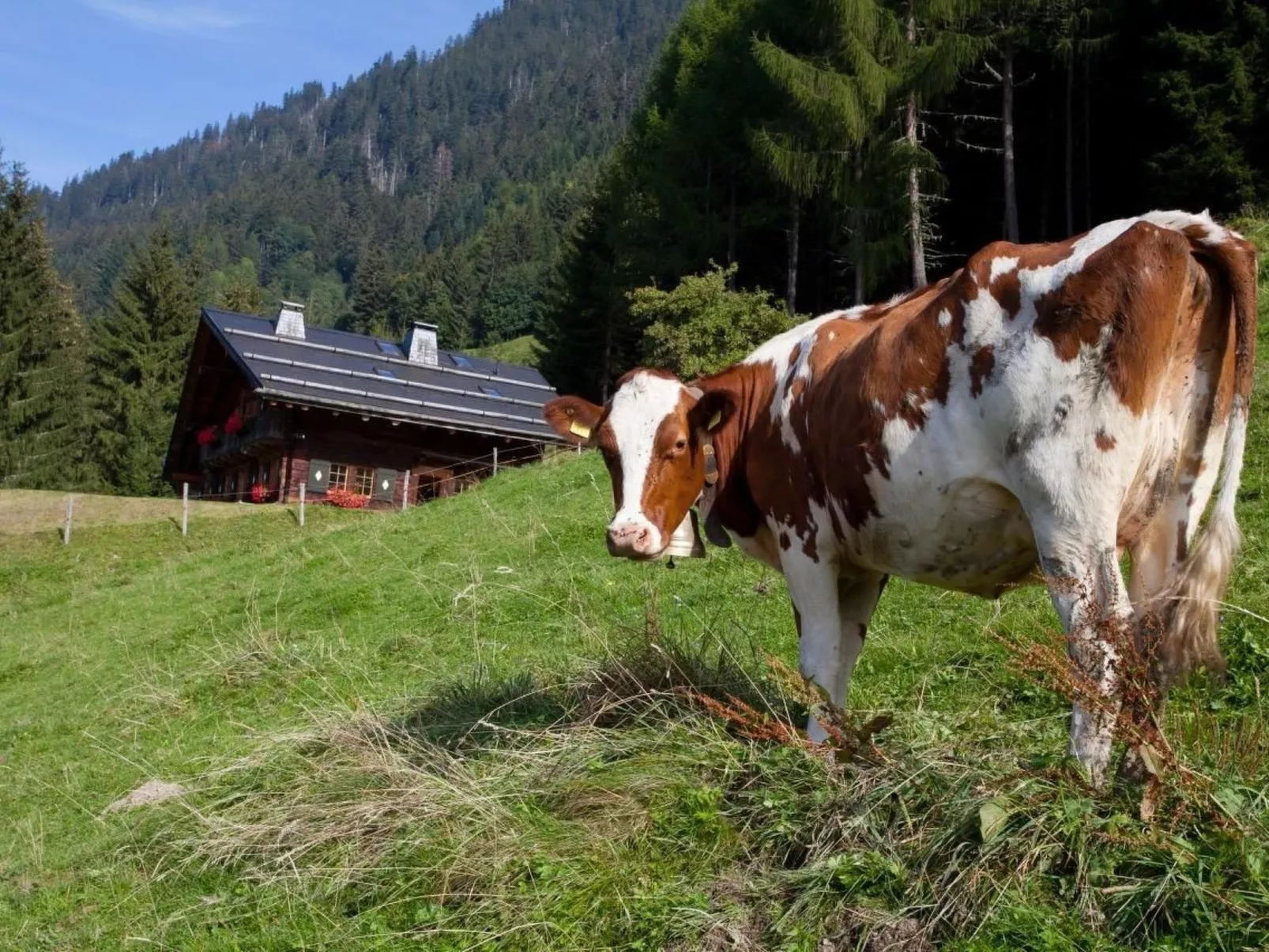 Berghütte "Le Chalet de Lara"-Dedans