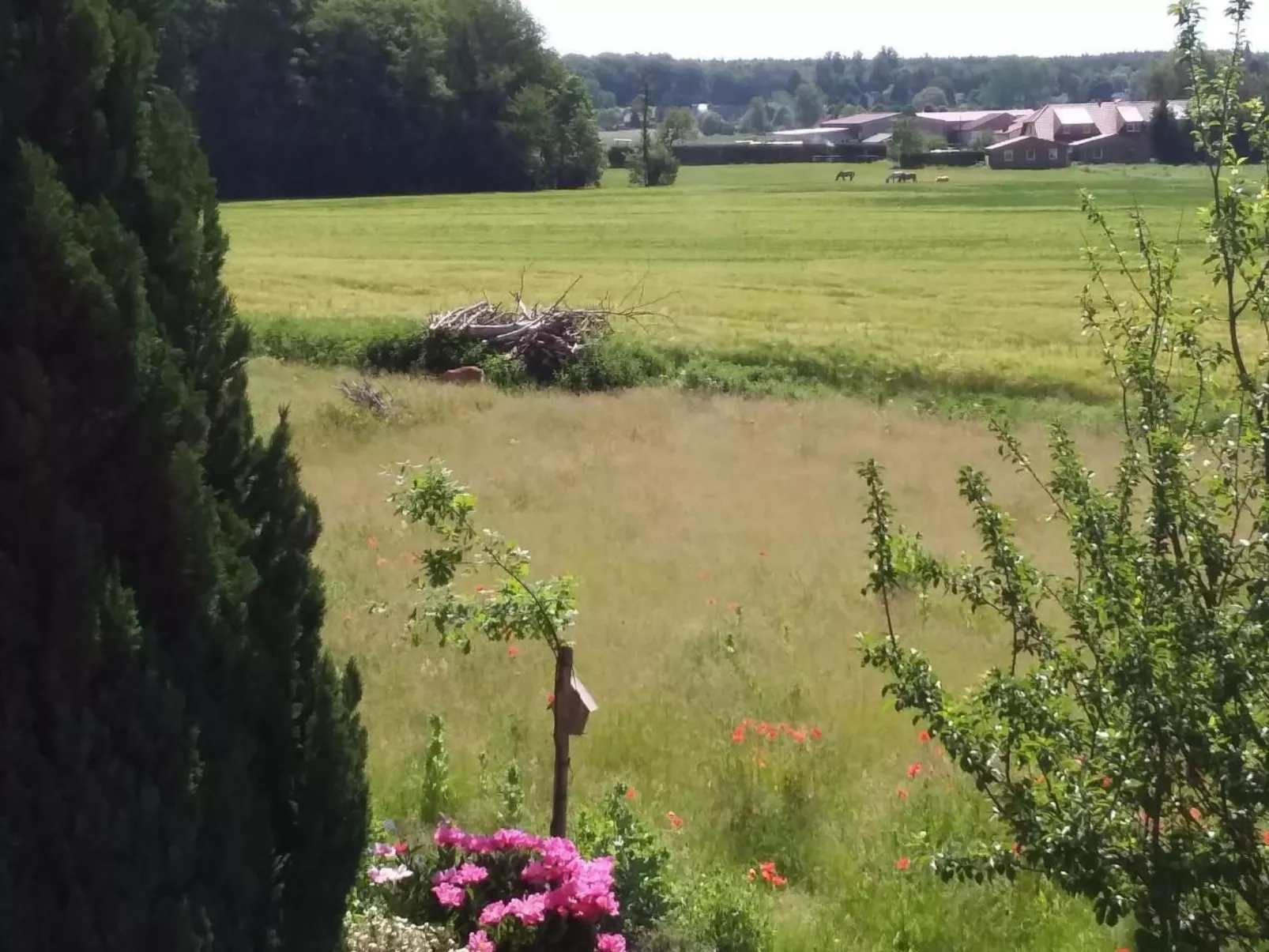 Schmetterling-Outside