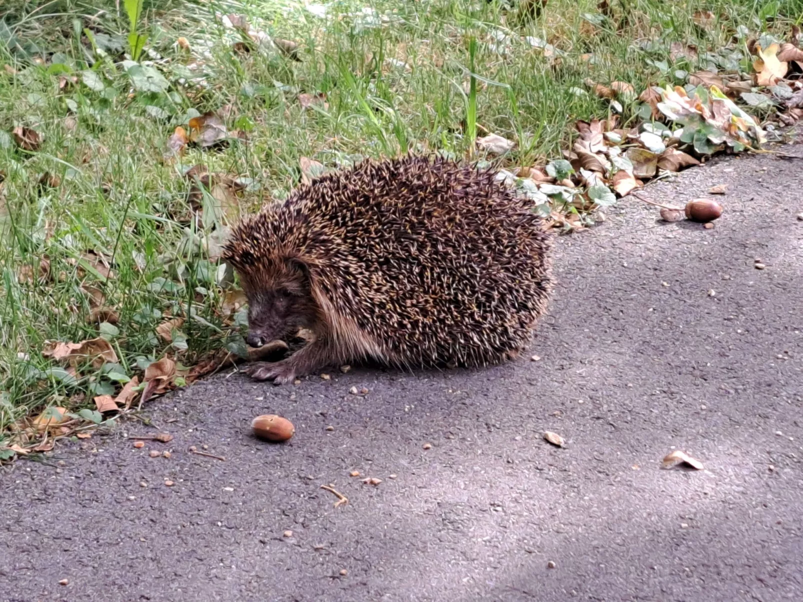 Fh "Molkenberg"-Dedans