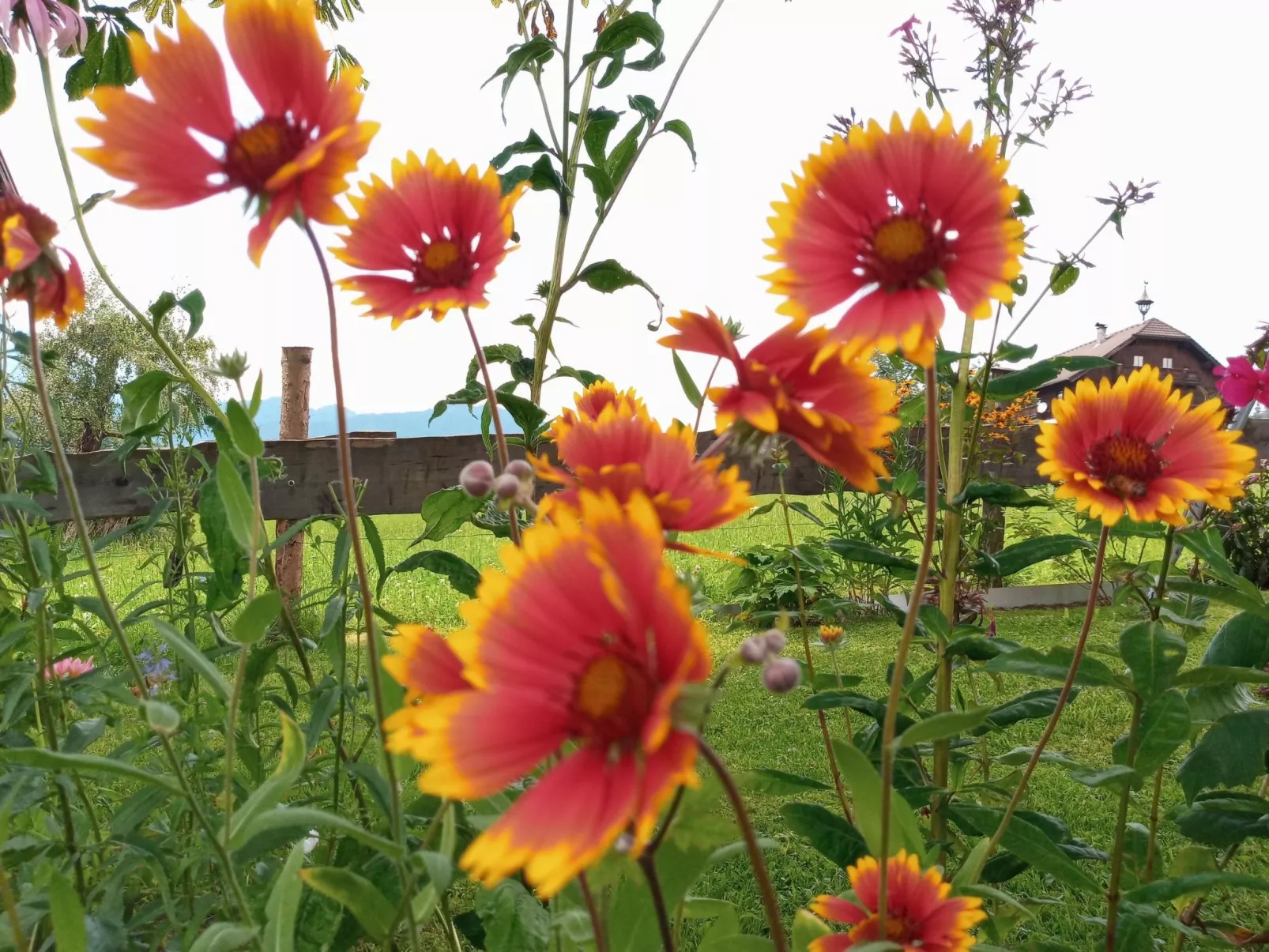 Gsenger Natur in Abtenau-Image-tags.info