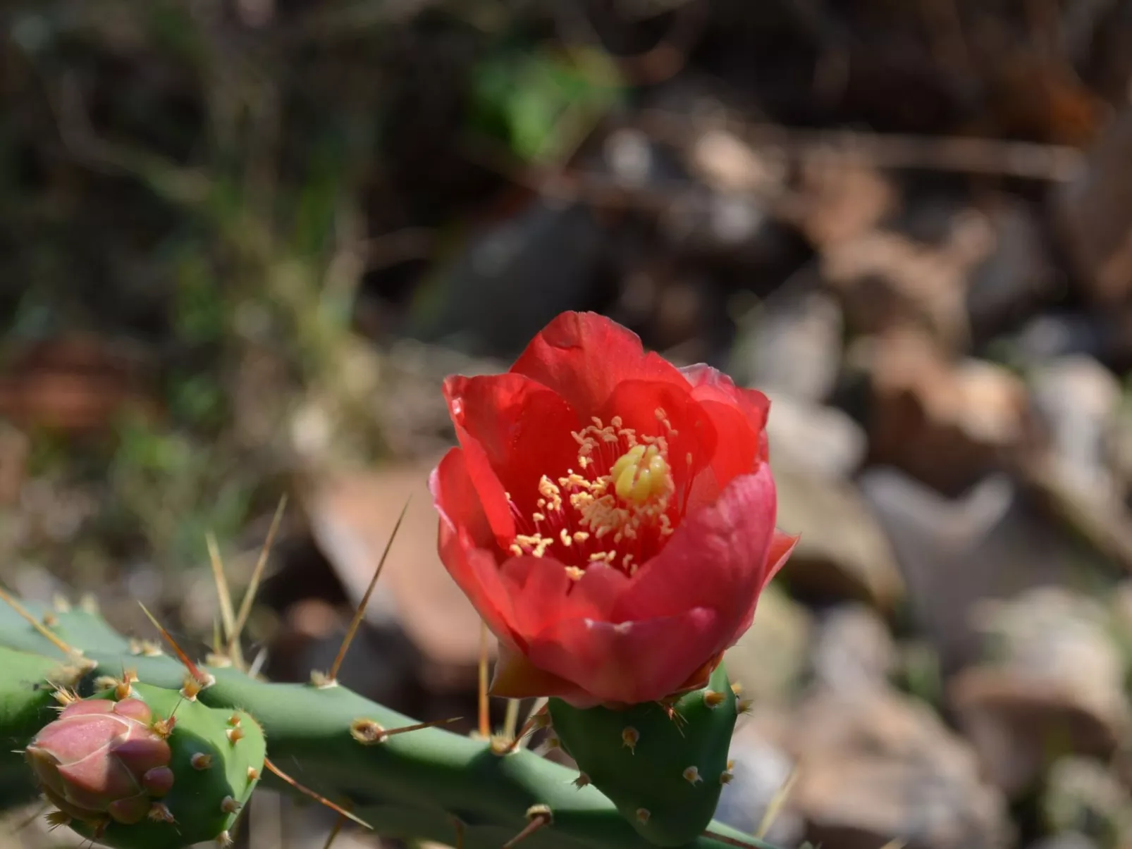 Villa Prana-Draußen