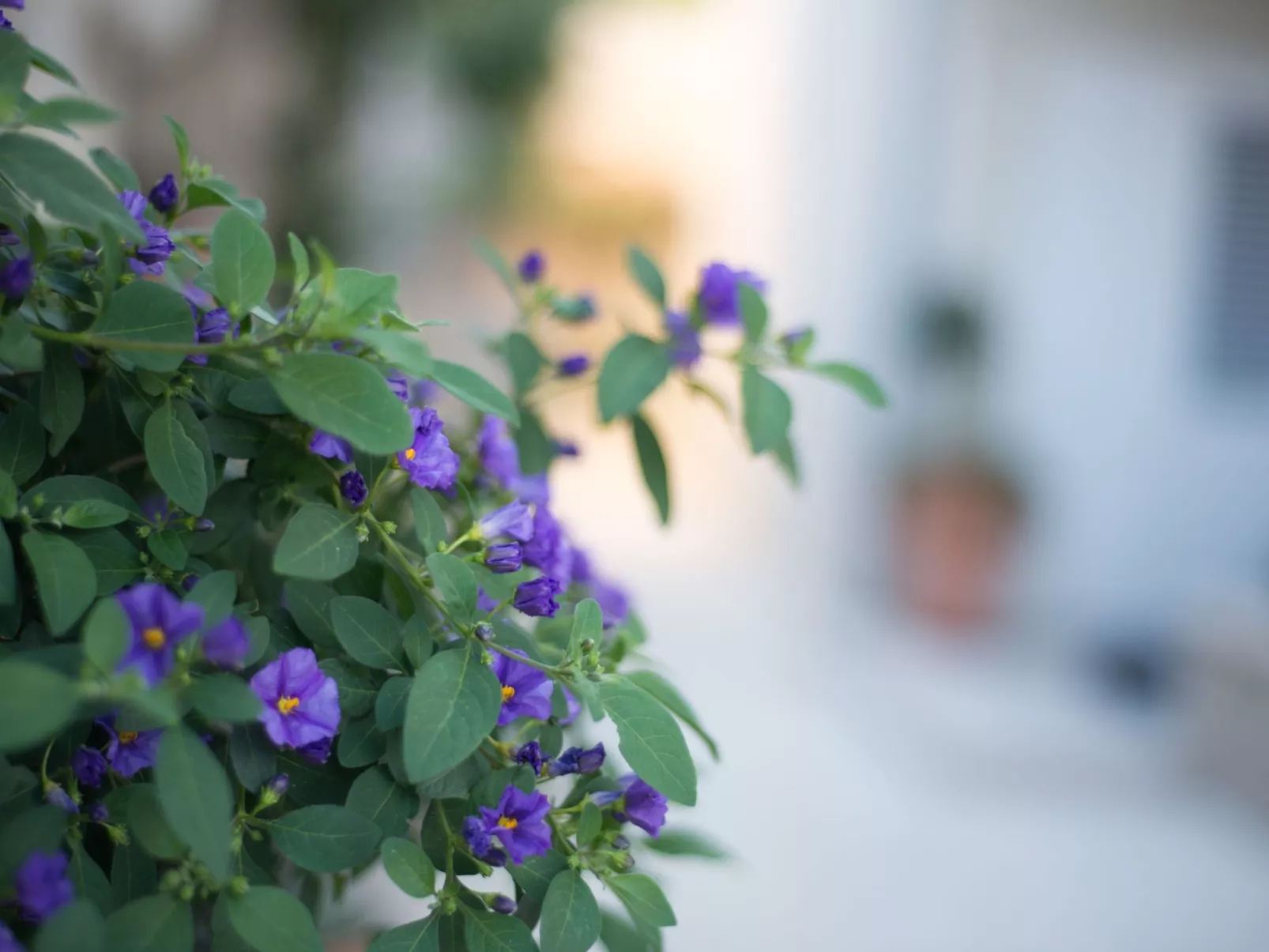 Wohnung "Villa Kos A-1" mit Pool-Image-tags.info