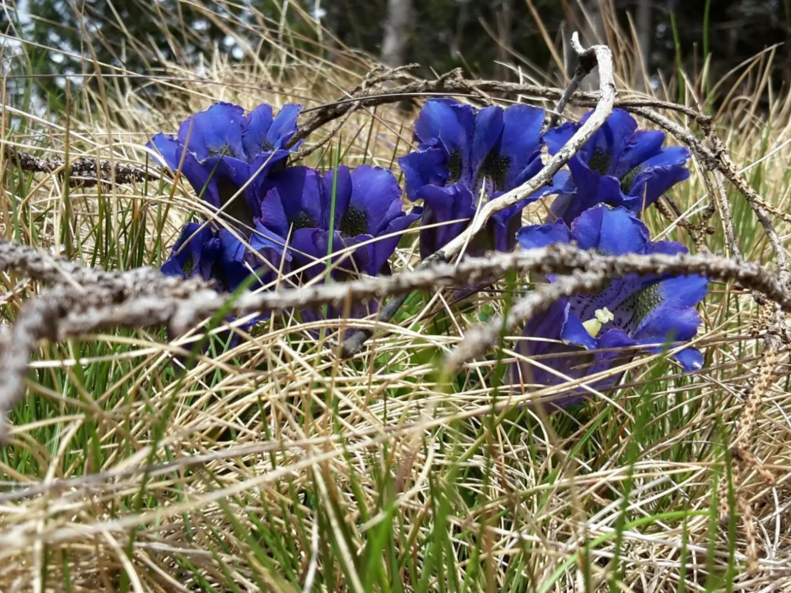 Harterhütte in Klippitztörl-Inside