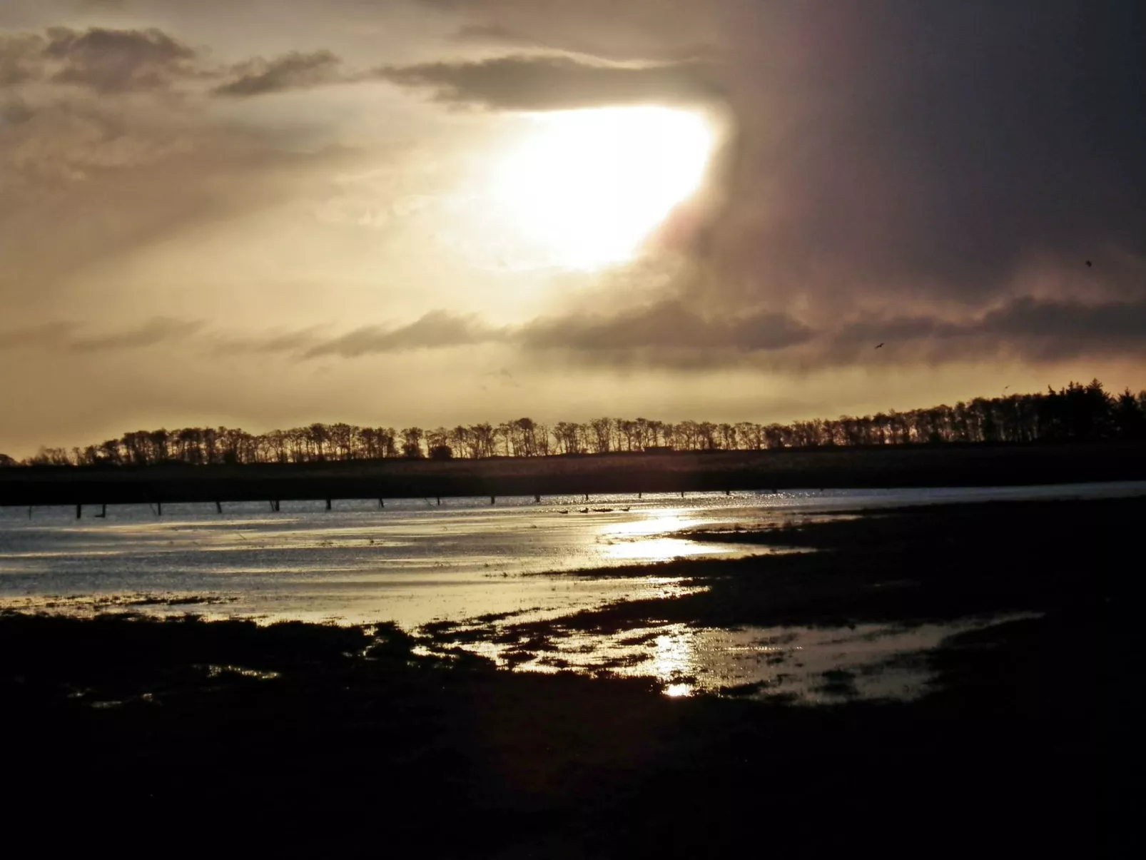 Zwergmöwe in Neue Tiefe-Inside