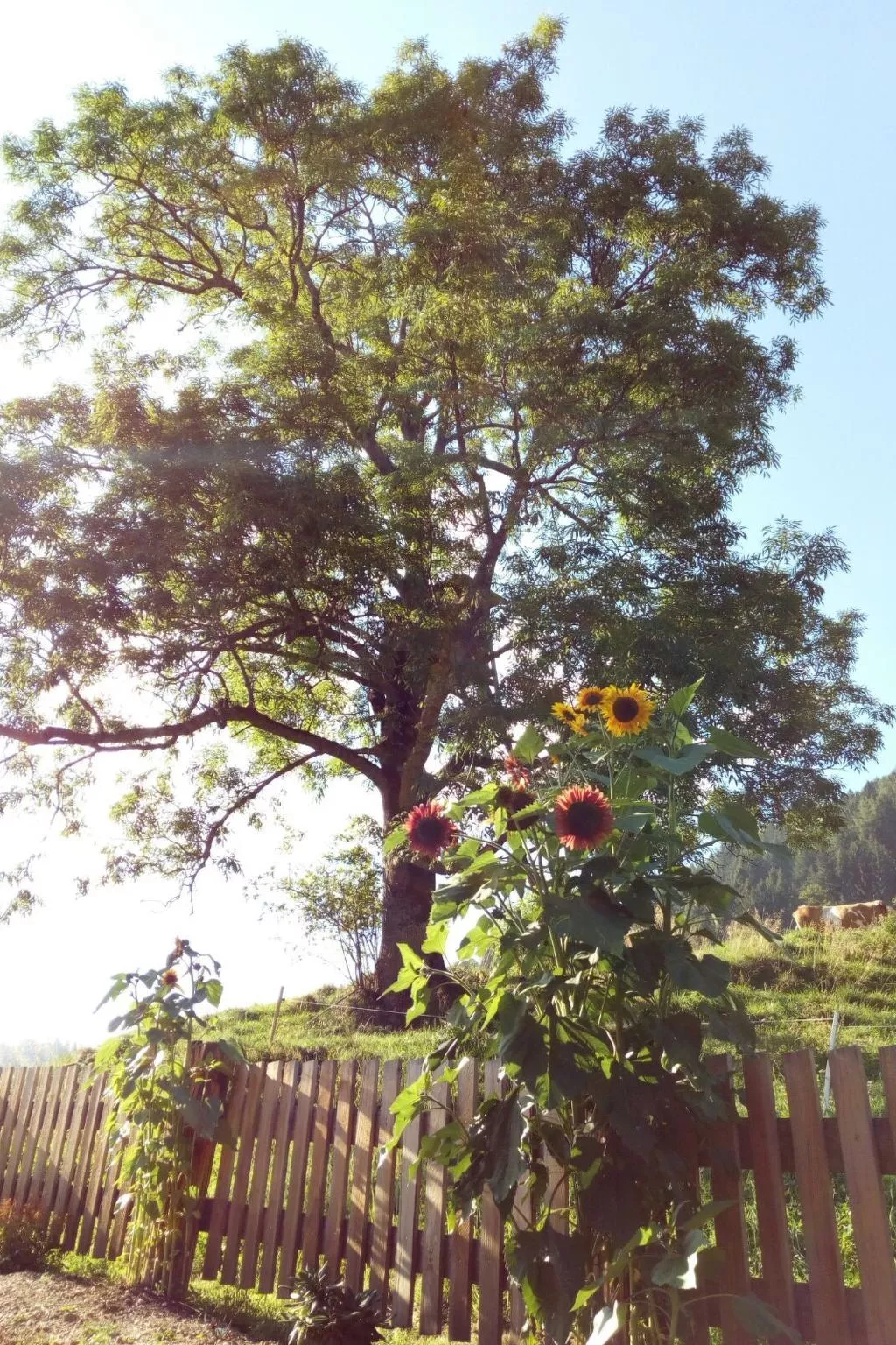 Alm-Ferienhaus-Draußen