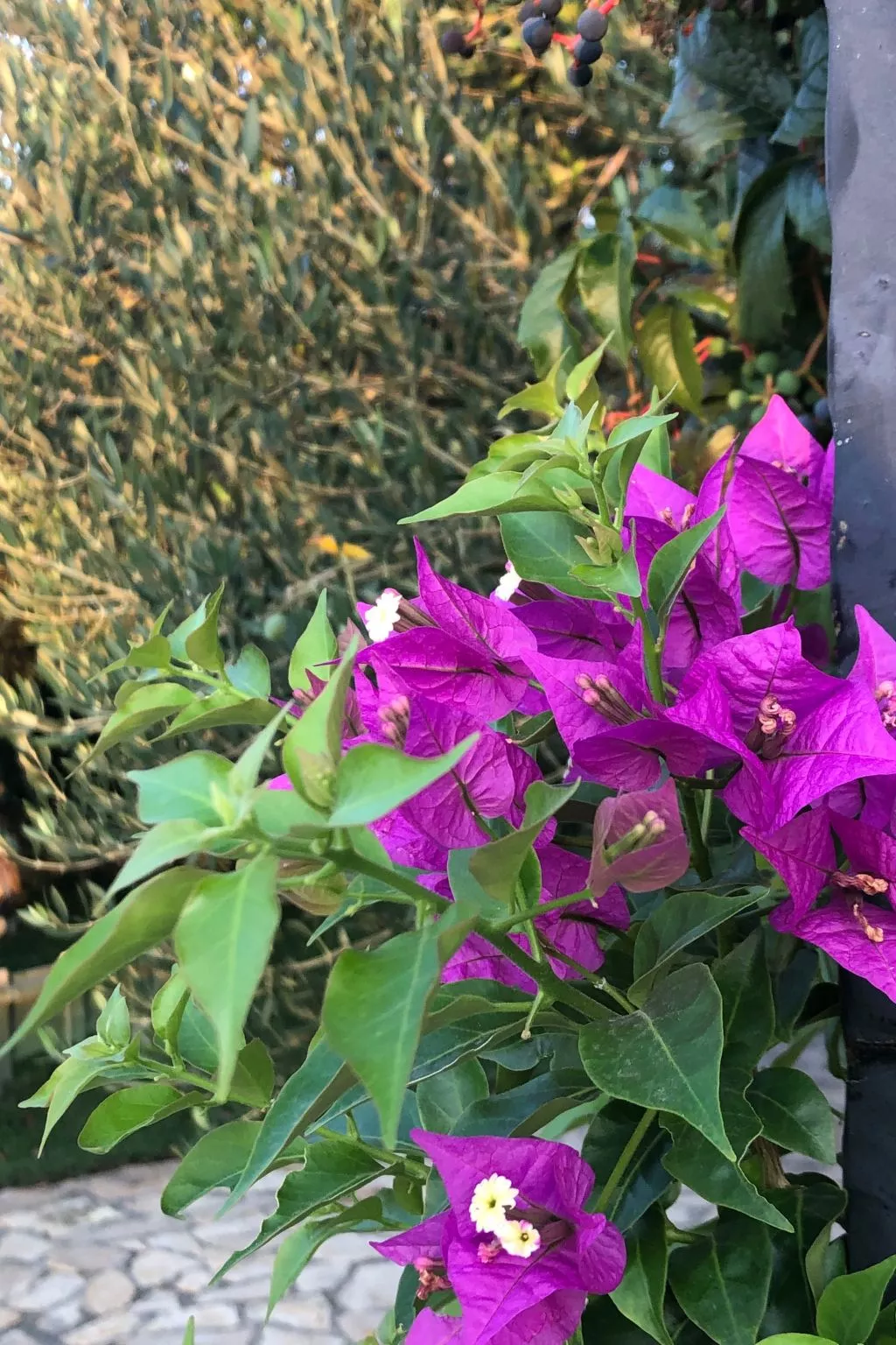 Villa Olive Grove-Image-tags.info