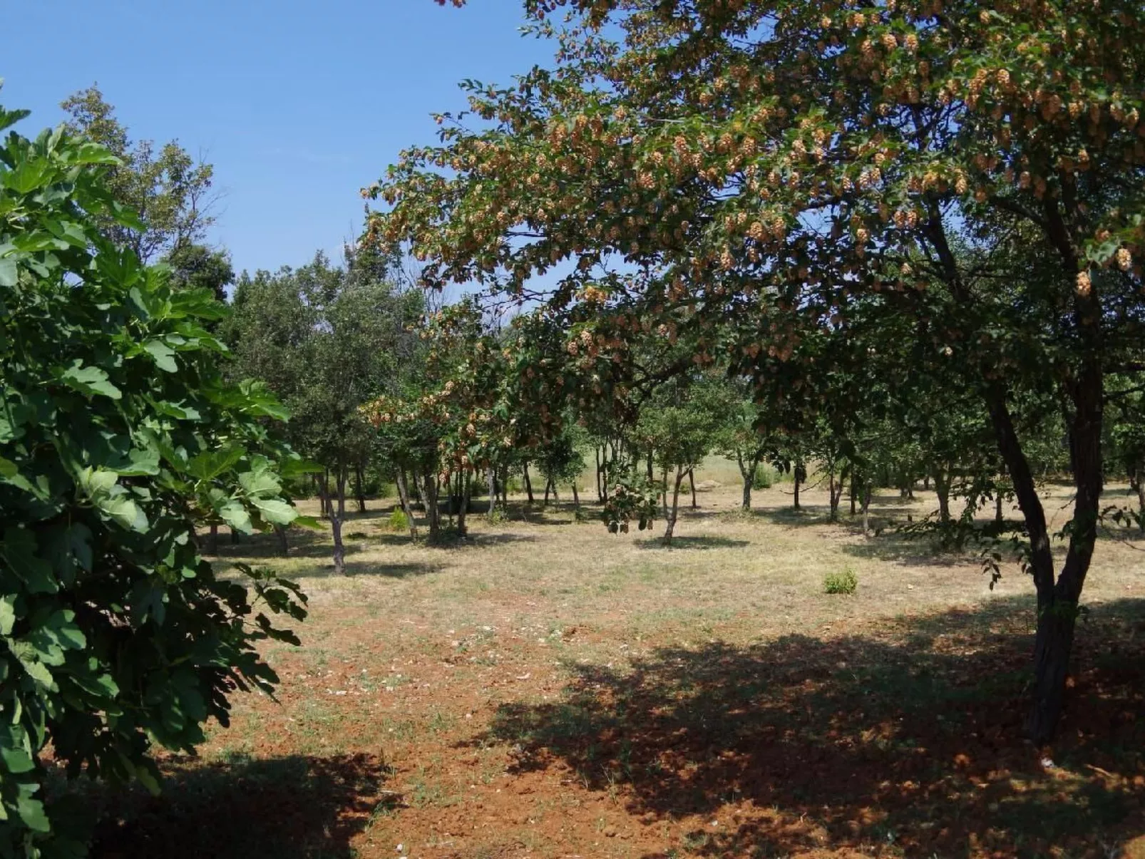 In Rakalj mit Grill, Garten und Terrasse-Dehors