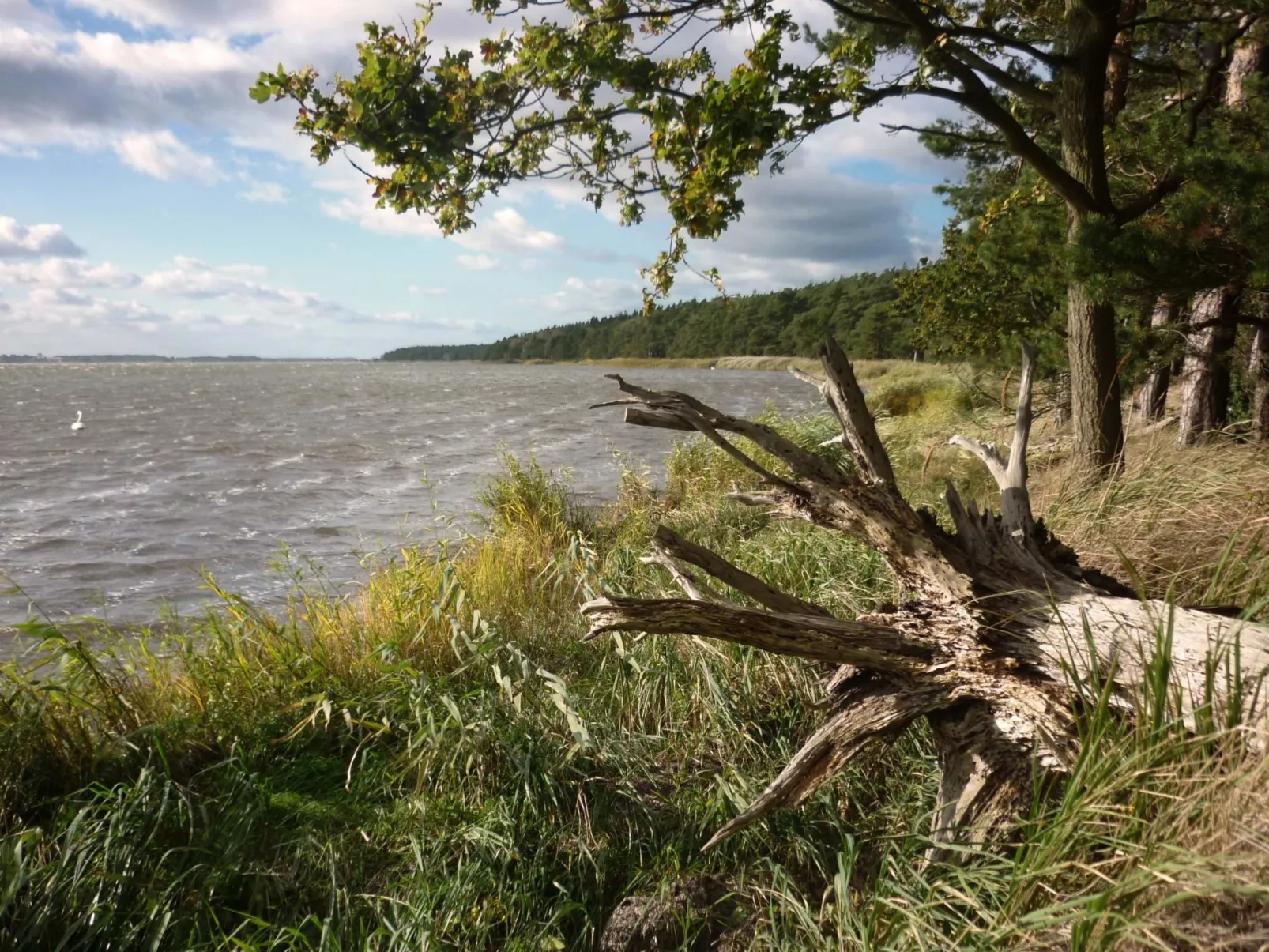 Komfort Ferienhaus mit Sauna und Kamin, auf großem Waldgrundstück, in absoluter-Image-tags.info