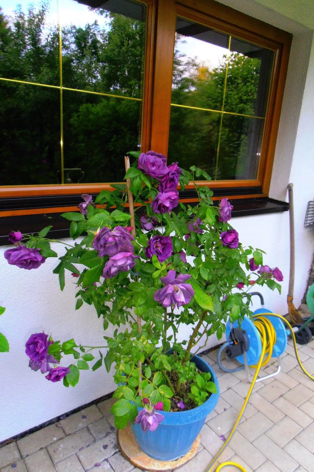 Harz-Haus-Bruns-Draußen