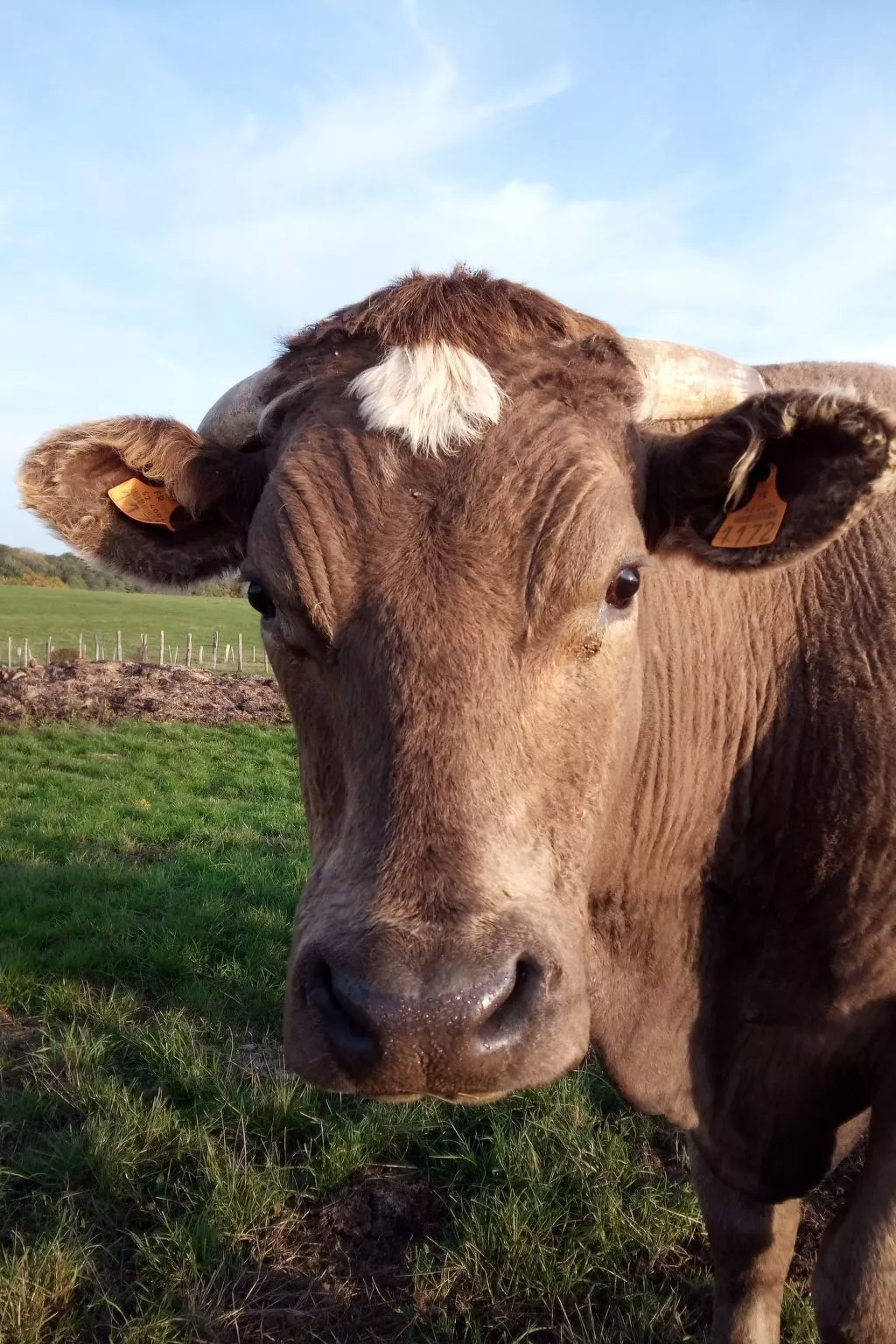 In Celles-En-Bassigny  umzäunter Garten-Dehors