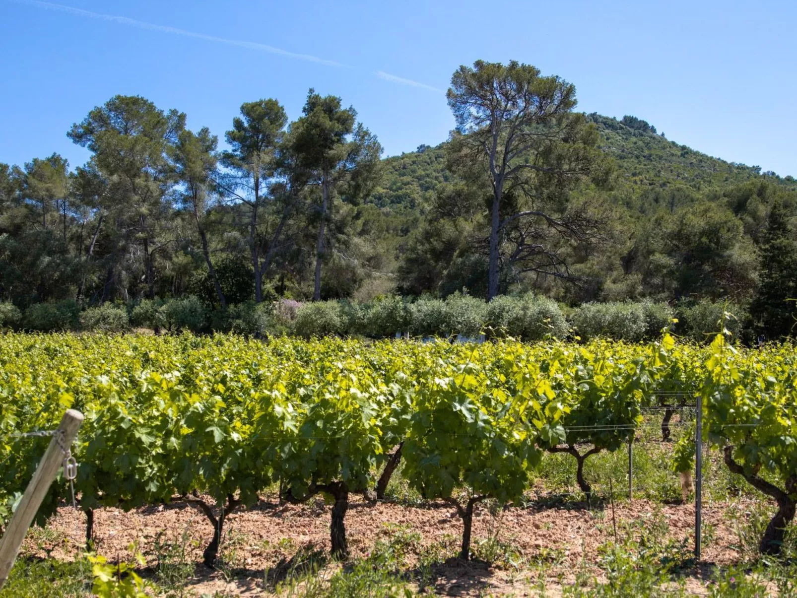 Im Herzen der Weinberge, große Terrasse mit atemberaubendem Blick auf das Meer, - Draußen