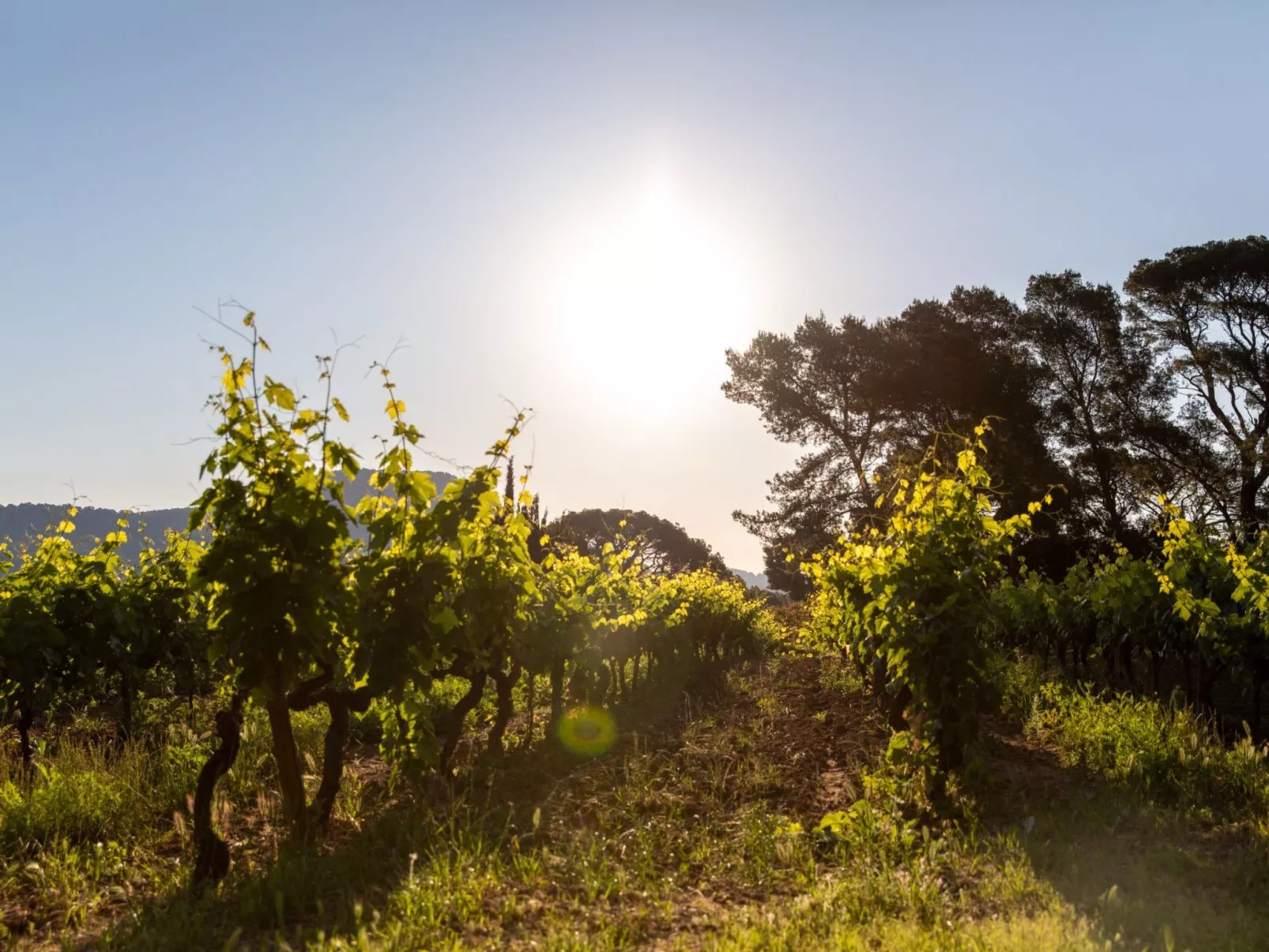 Gîte im Herzen der Weinberge, Terrasse mit atemberaubendem Blick auf das Meer, - Draußen