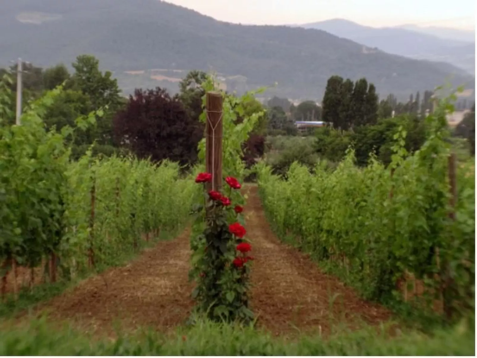 Agritourismus Vigne di Pace-Dehors