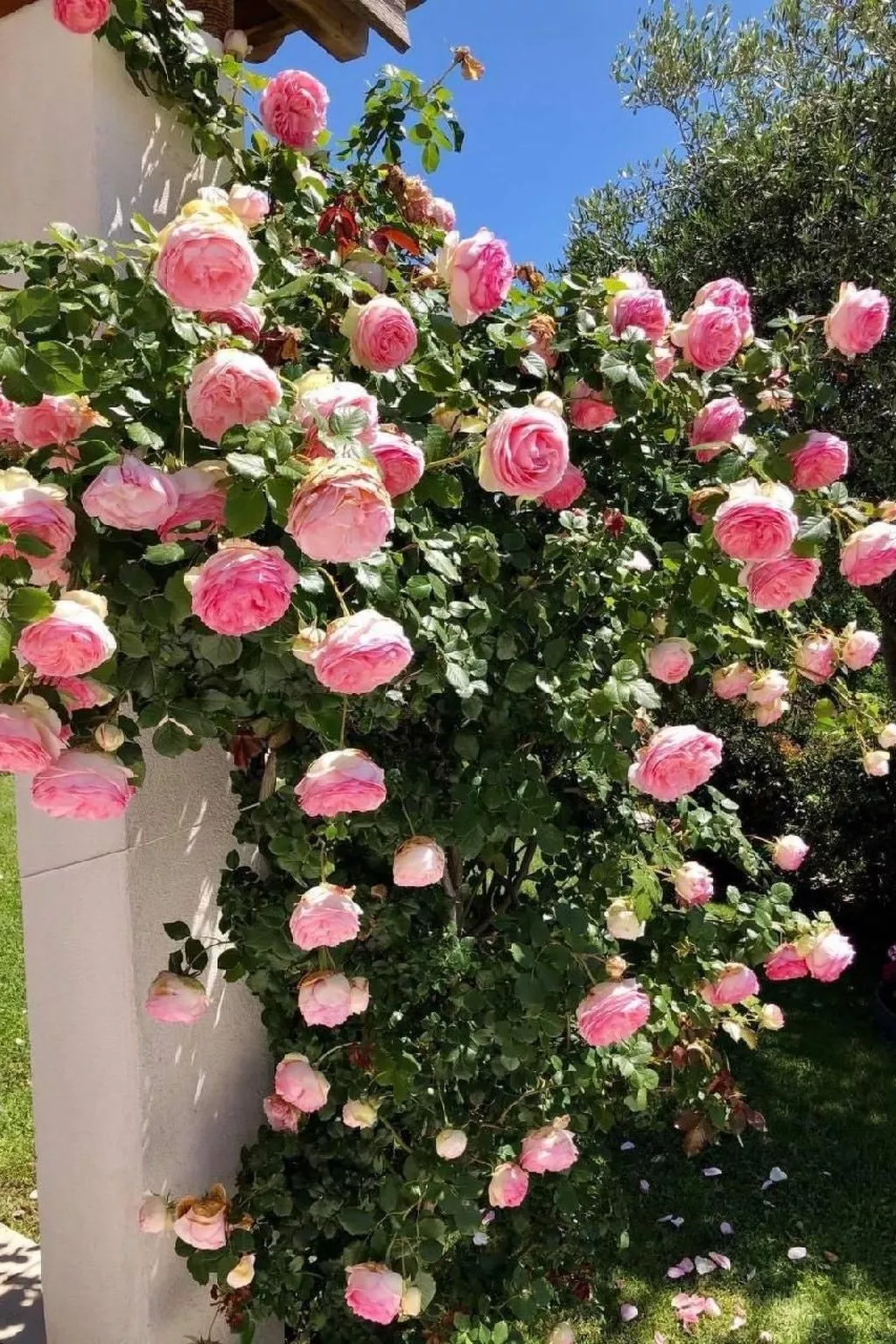 Côte d'Azur ganze Villa beheizter Pool Meerblick-Draußen