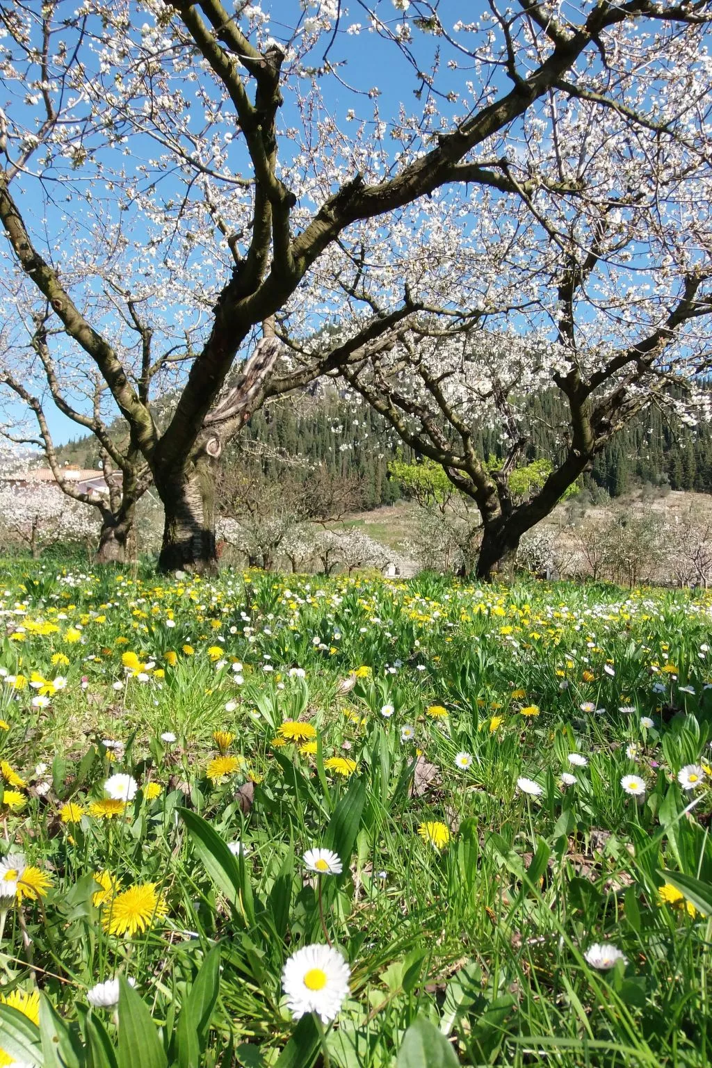 Anwesen mit Garten, Grill und Terrasse-Draußen