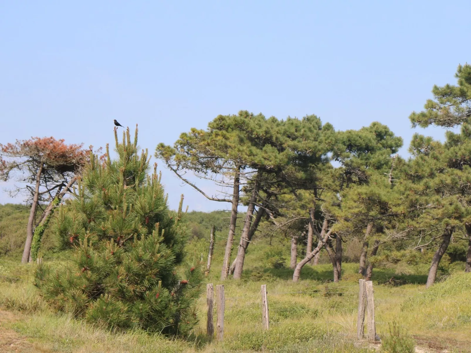 L'Escale dunes, Strände 20 Meter entfernt, Meerblick-Dehors
