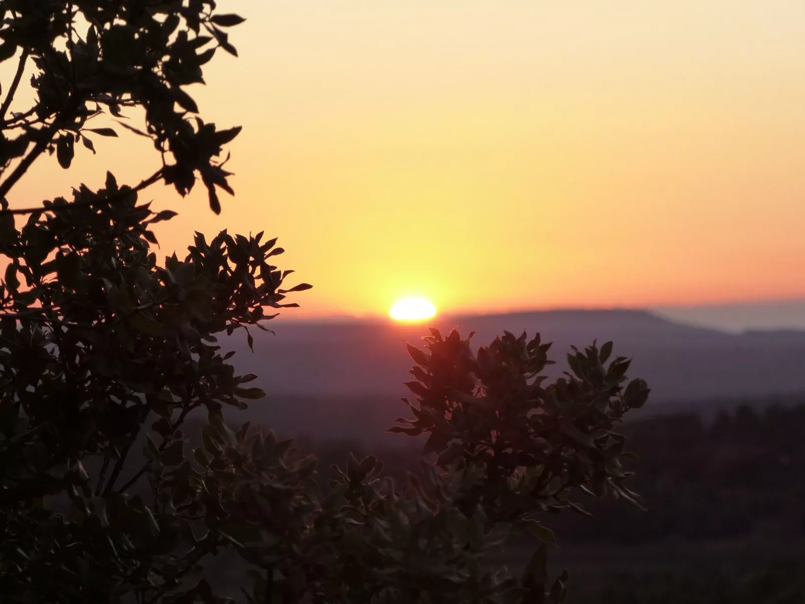 Les amandiers-Dehors