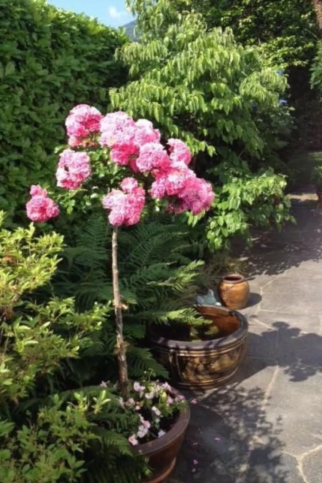 Casa Viola-Image-tags.info