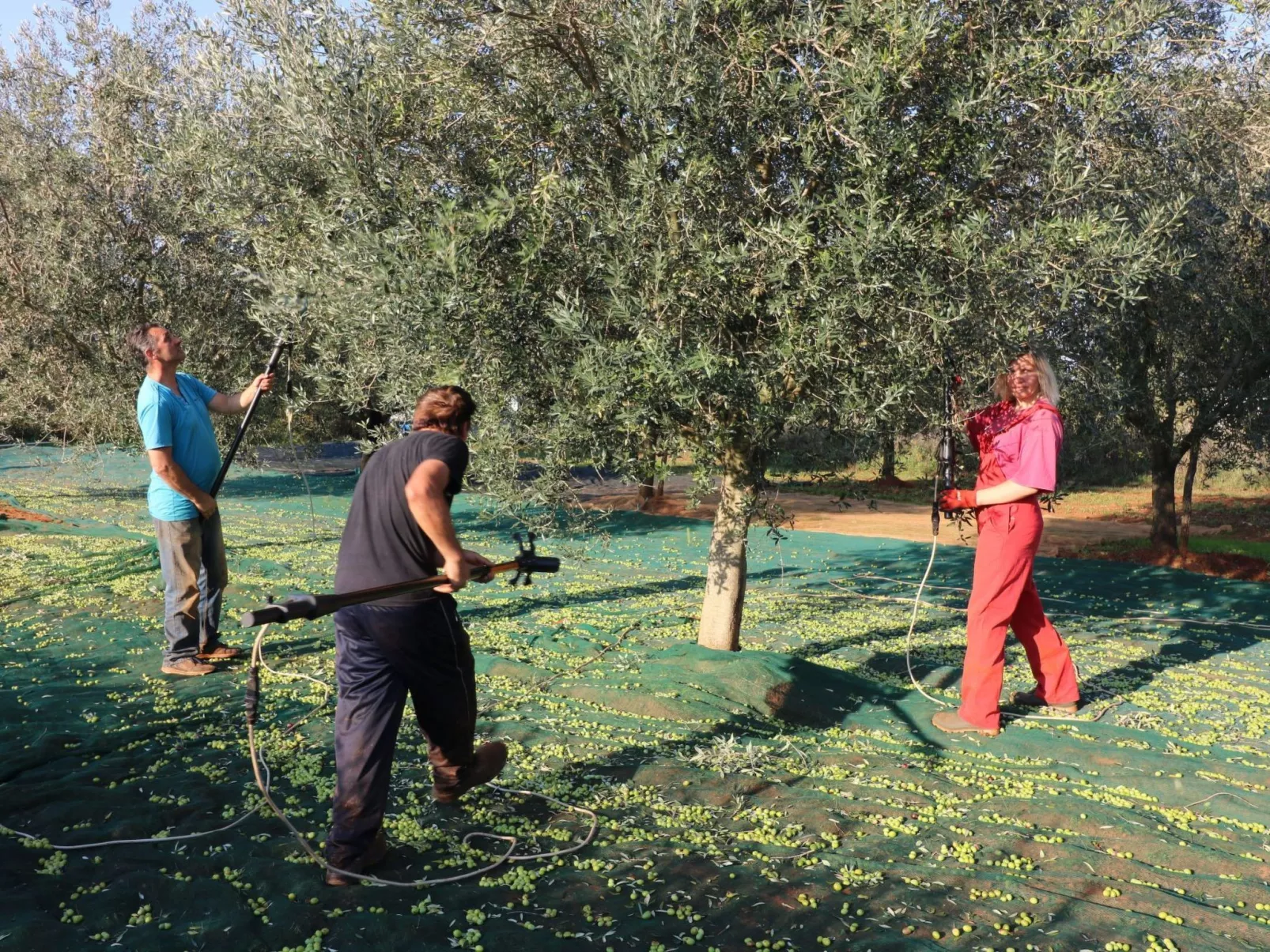 Melisa 6-Image-tags.info