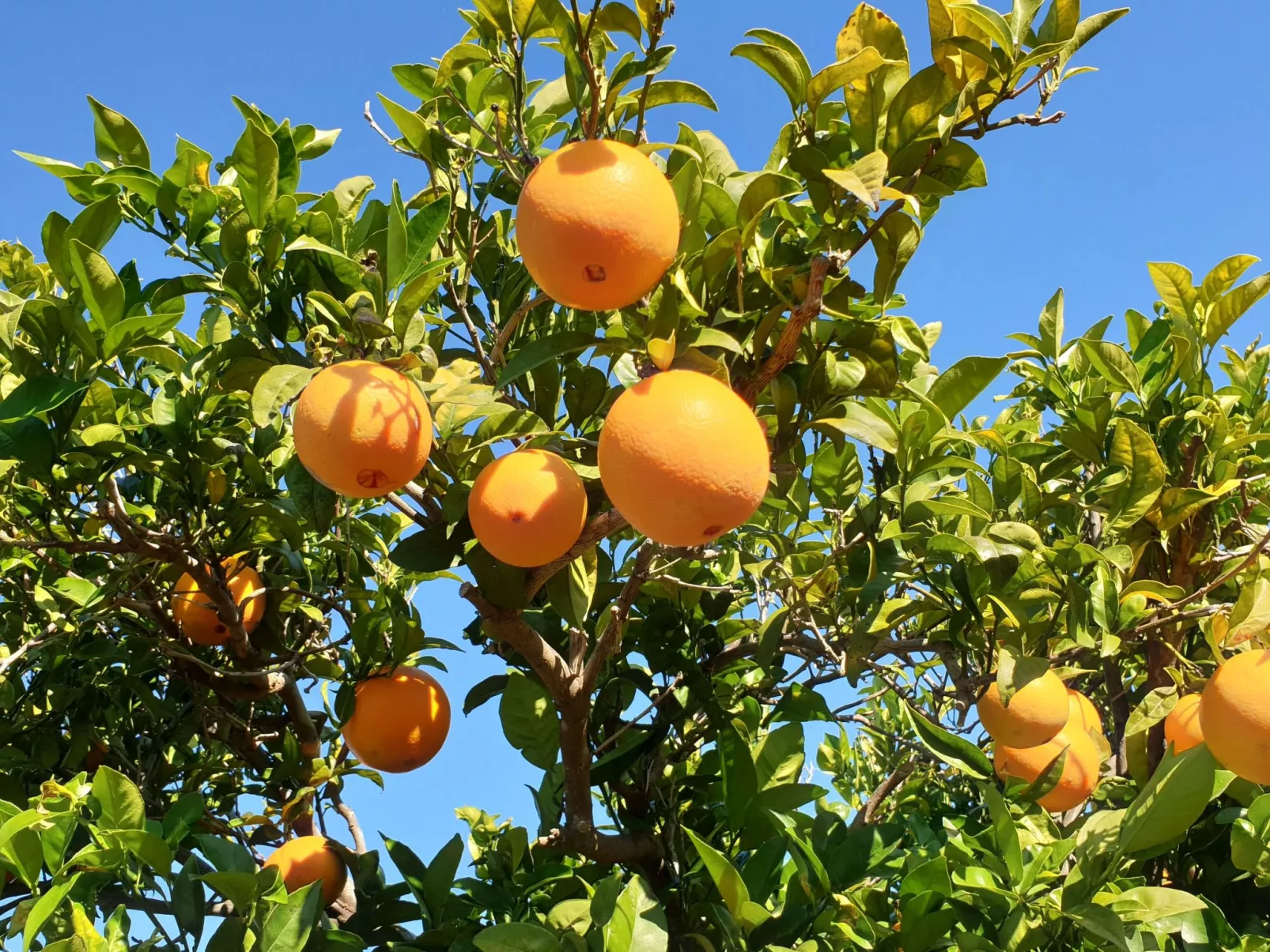 Casa Geminis 1 mit Garten und Meerblick-Dehors