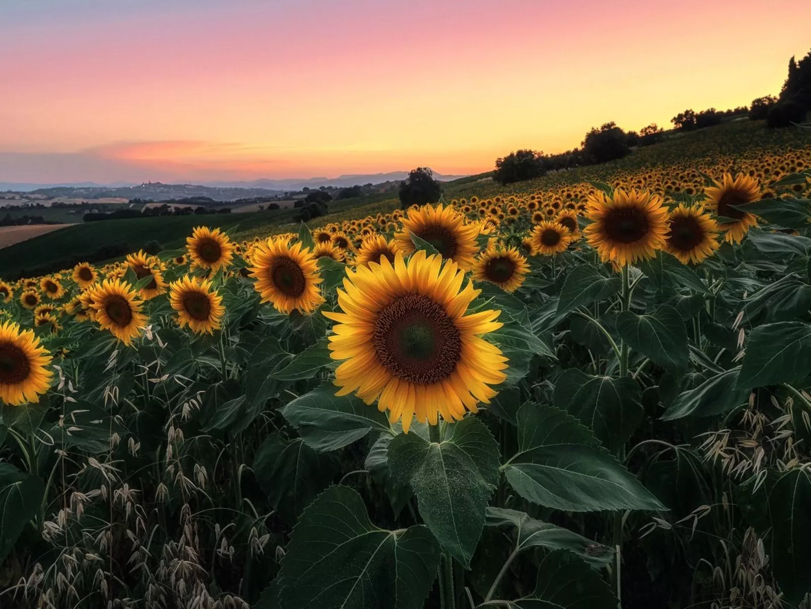 'Casa il Girasole'-Outside