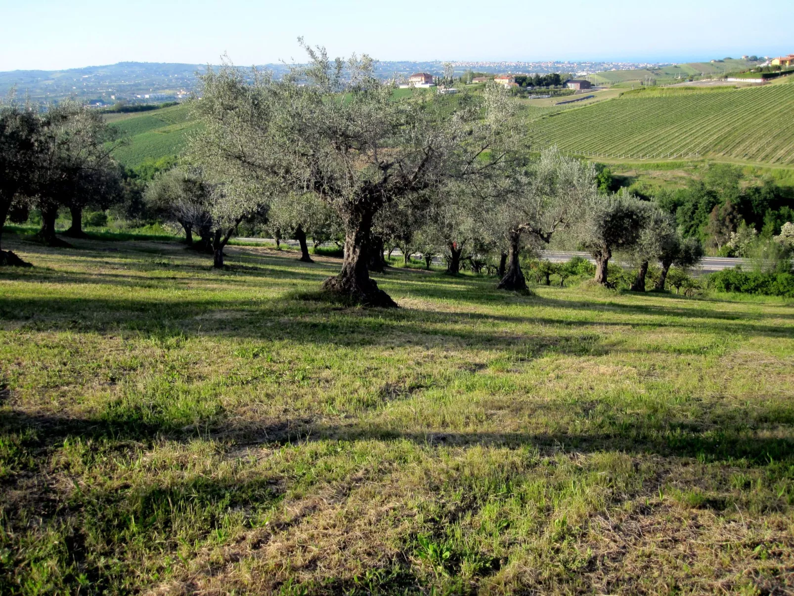 In Notaresco mit Grill und Garten-Draußen