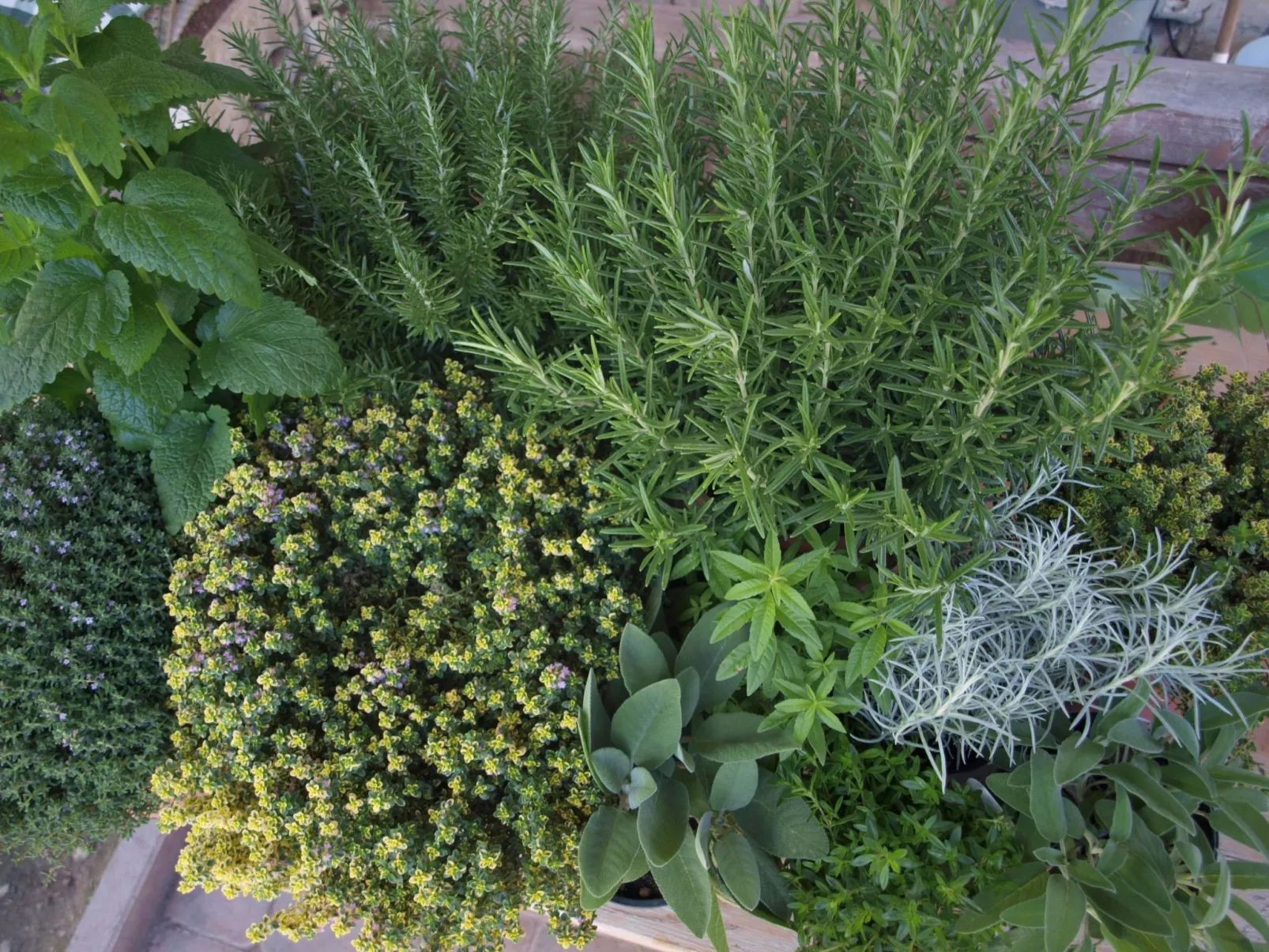 Gala+ Vernatsch-Image-tags.info