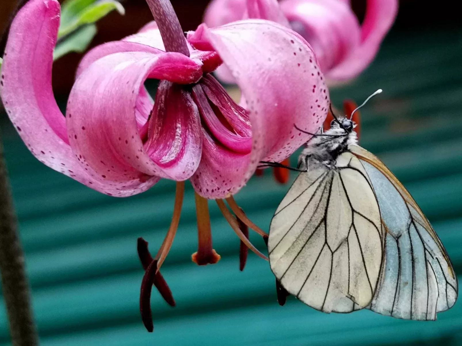 Mit Sauna in Pieve Di Bono-Image-tags.info