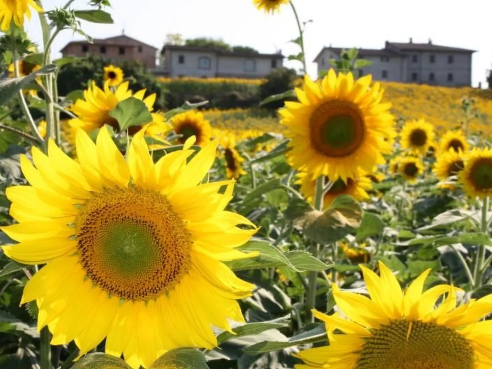 Bauernhof Podere Casenove Wohnung Pino Bilo-Dehors
