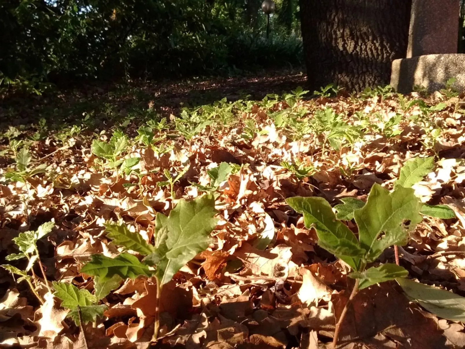 Flacher Pool-Image-tags.info