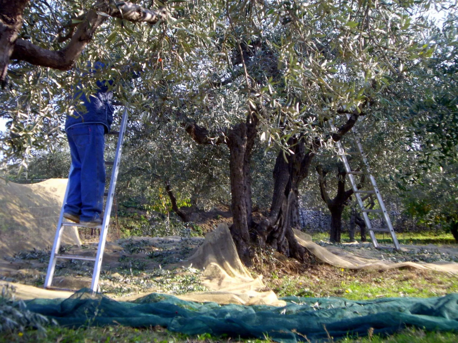 Meisterhaussiedlung mit Schwimmbad-Draußen