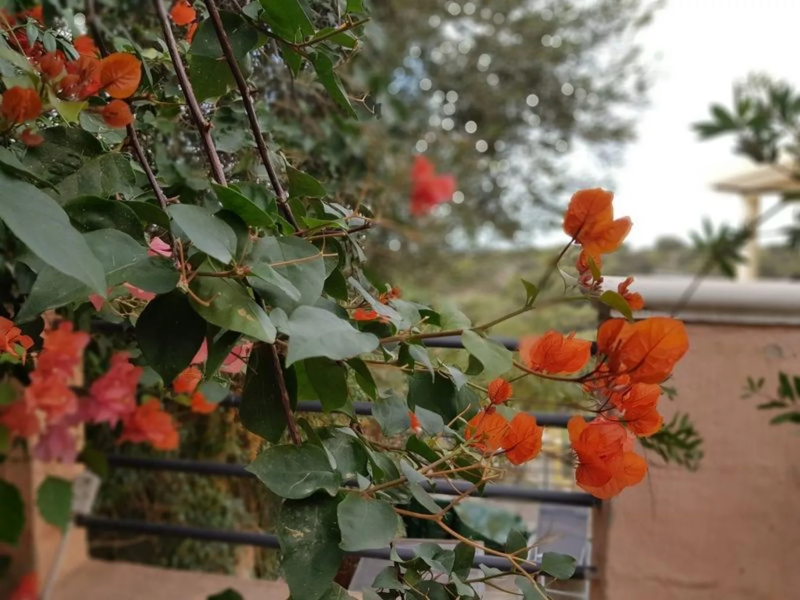 Su Niu Crobu-Draußen