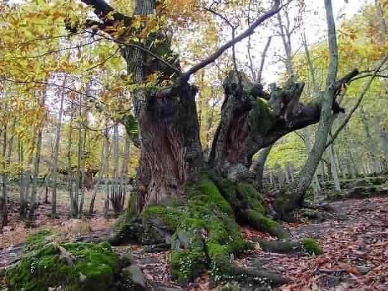 Fachwerkhaus "Casa Rural Picual"-Image-tags.info