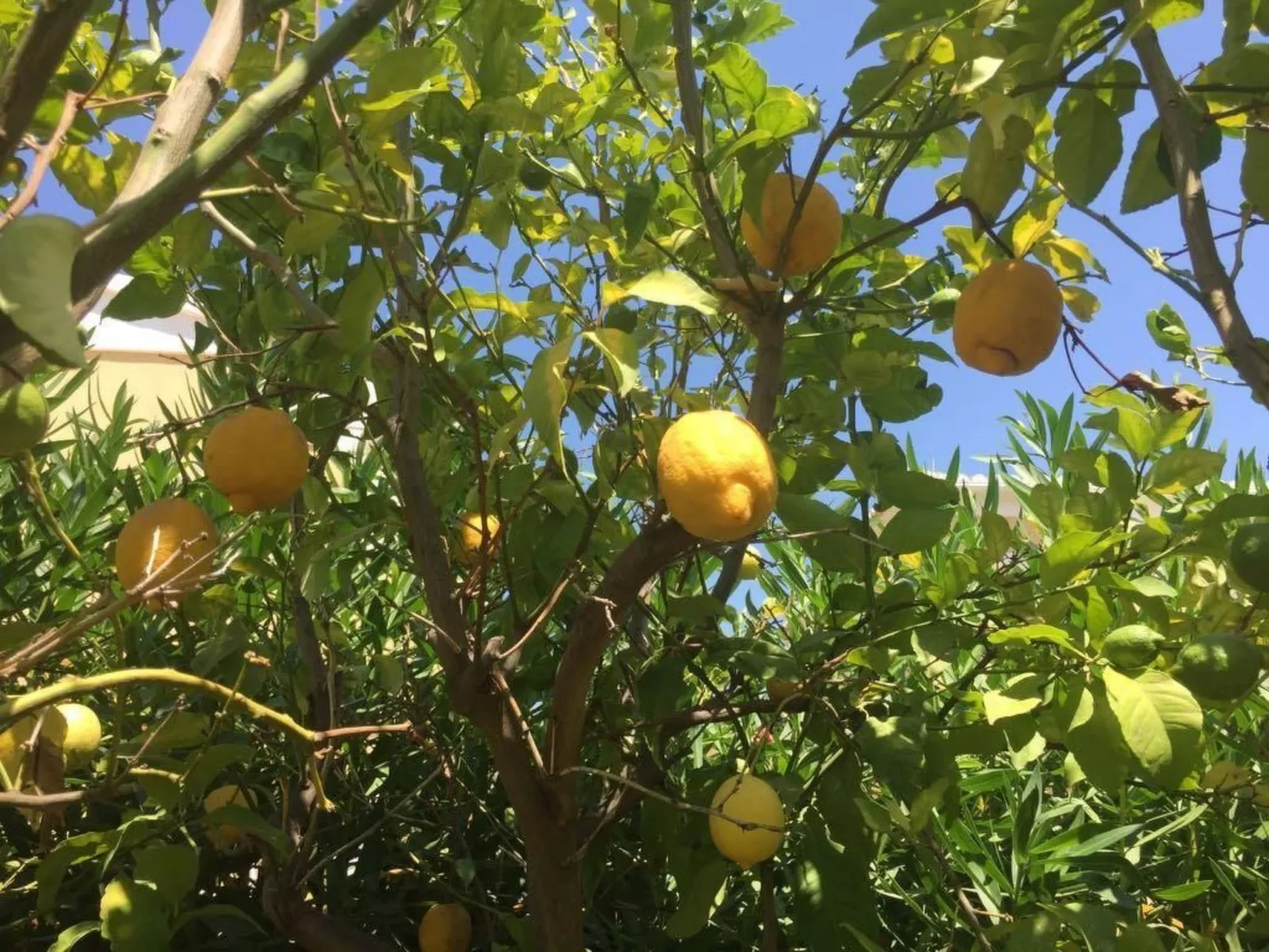 Traumvilla Segaria-Outside