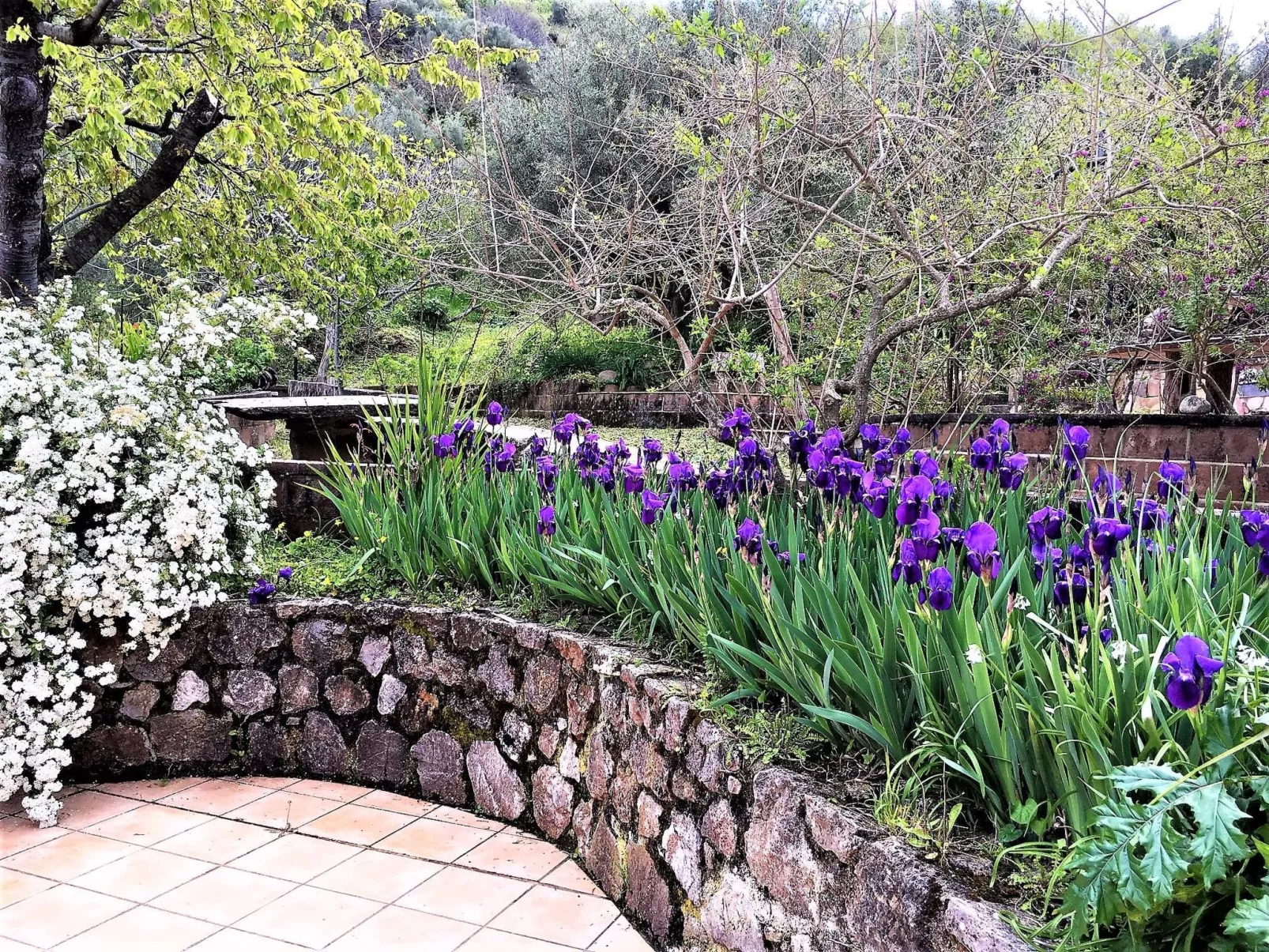 Mandelbaum-Wohnung-Image-tags.info