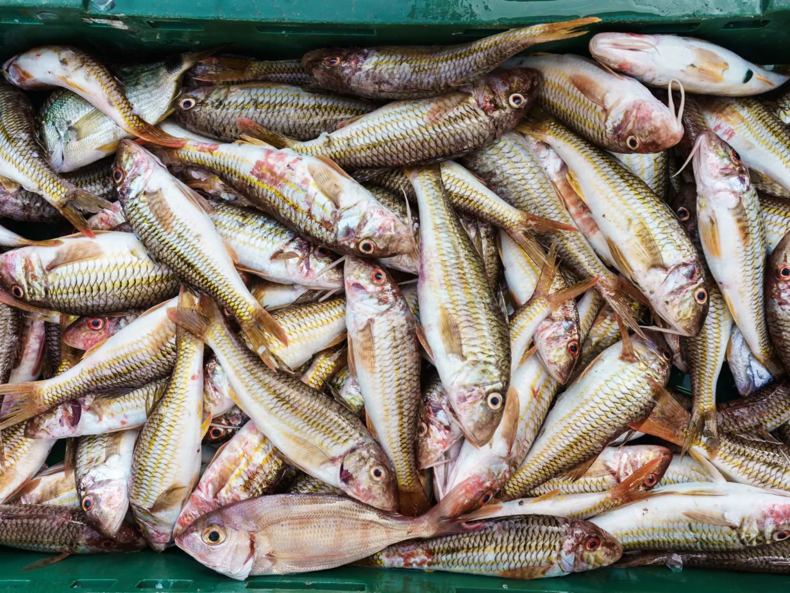 Olympus-Haus-Image-tags.info