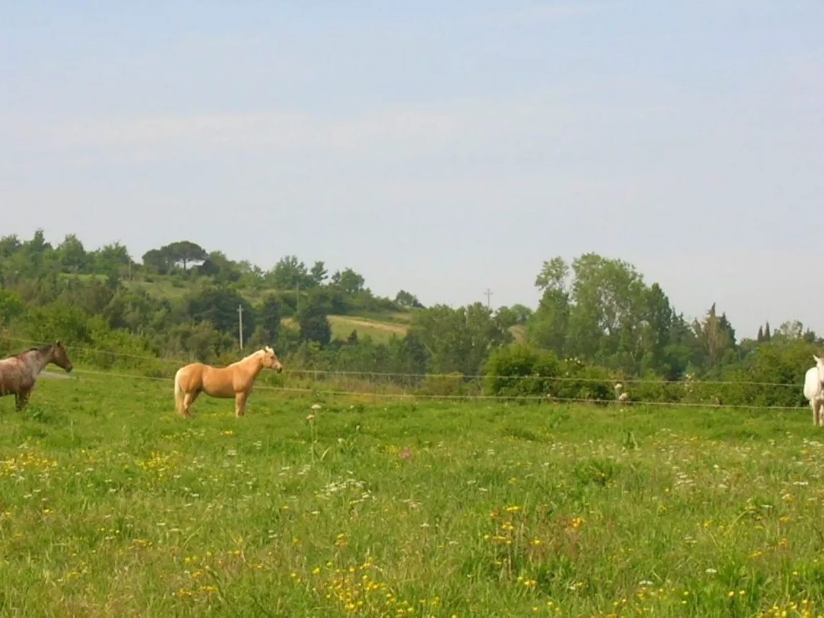 Wohnung Grecale in Castellina Marittima-Outside