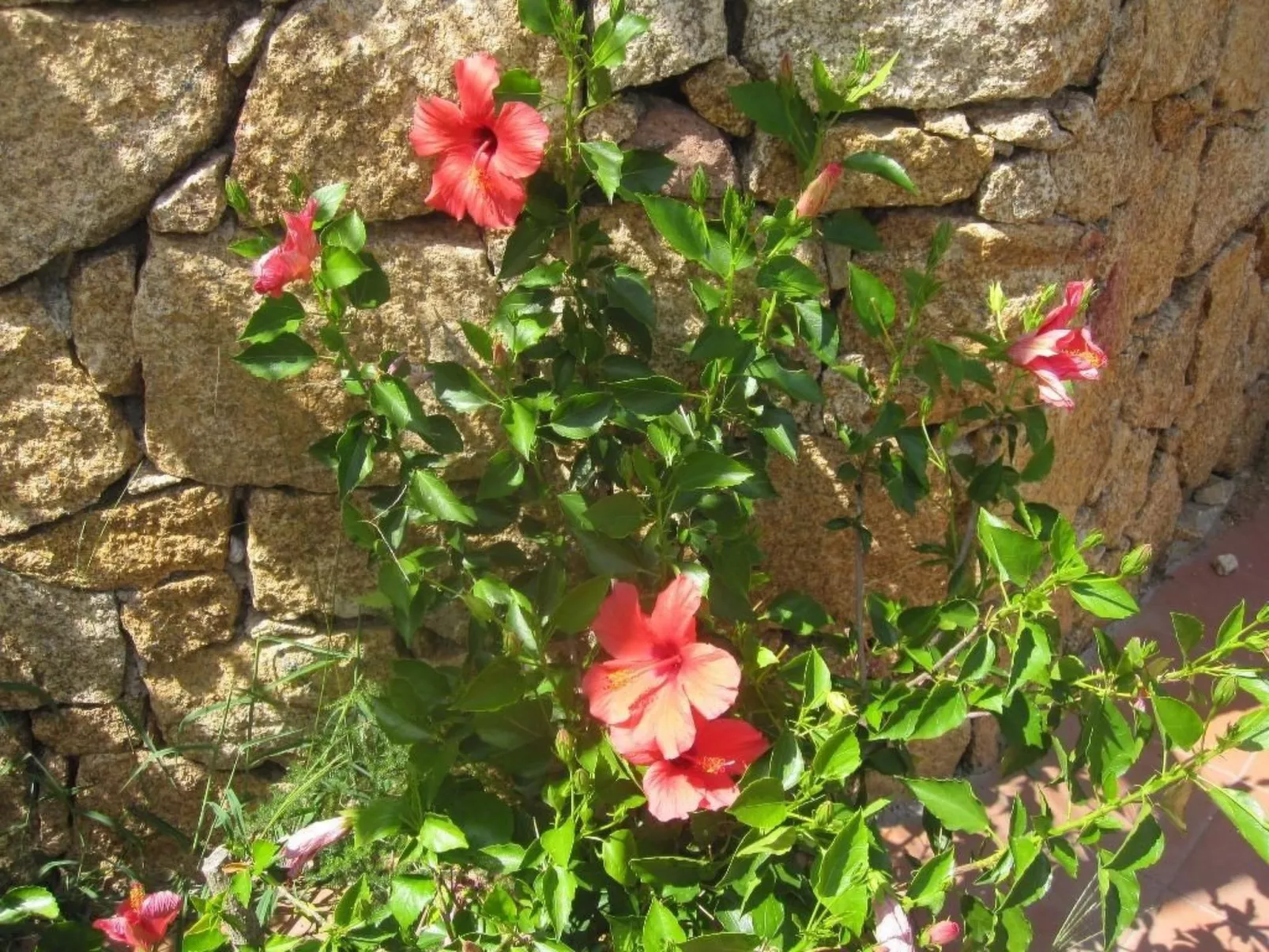 Charmante Wohnung Lungomare Cannigione-Image-tags.info