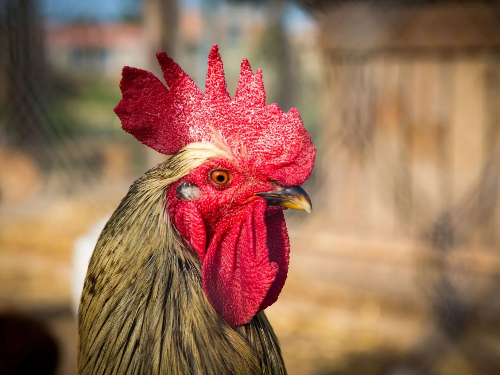 "Cobert del Carro".-Outside